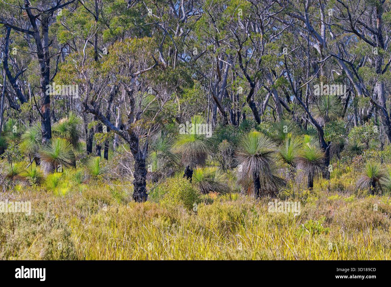 Forêt ouverte sèche d'eucalyptus et d'arbres austraux avec de l'herbe de Lomandra au soleil dans le parc national de Gibraltar Range, Nouvelle-Galles du Sud, Australie Banque D'Images