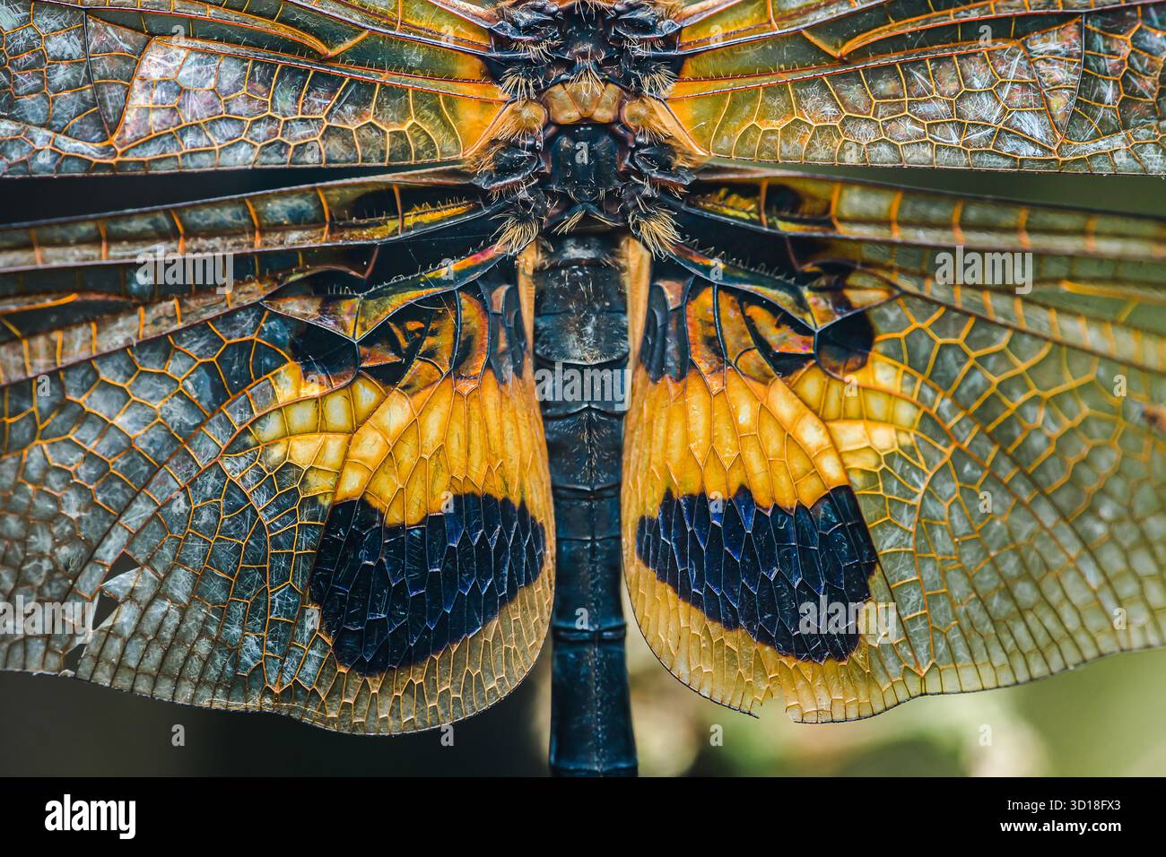 Macro aile Dragonfly montrant des veines complexes, des membranes transparentes et des motifs et textures jaunes, noirs et verts vifs en lumière naturelle, Full-fra Banque D'Images