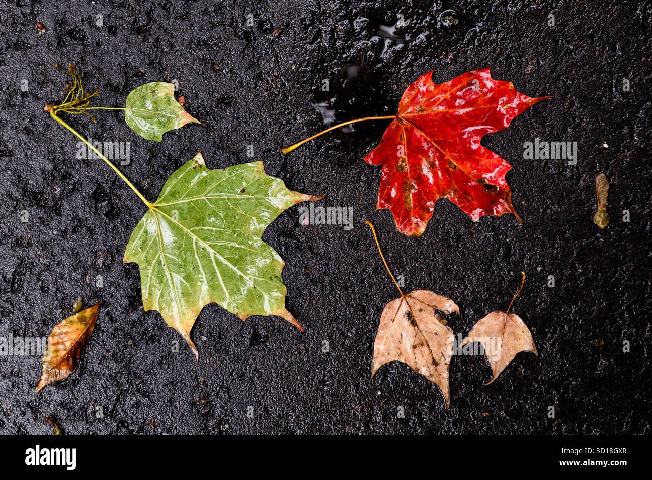 Feuilles d'érable colorées et mouillées tombées sur un trottoir suite à une tempête de pluie automnale à Toronto, Ontario, Canada. Banque D'Images