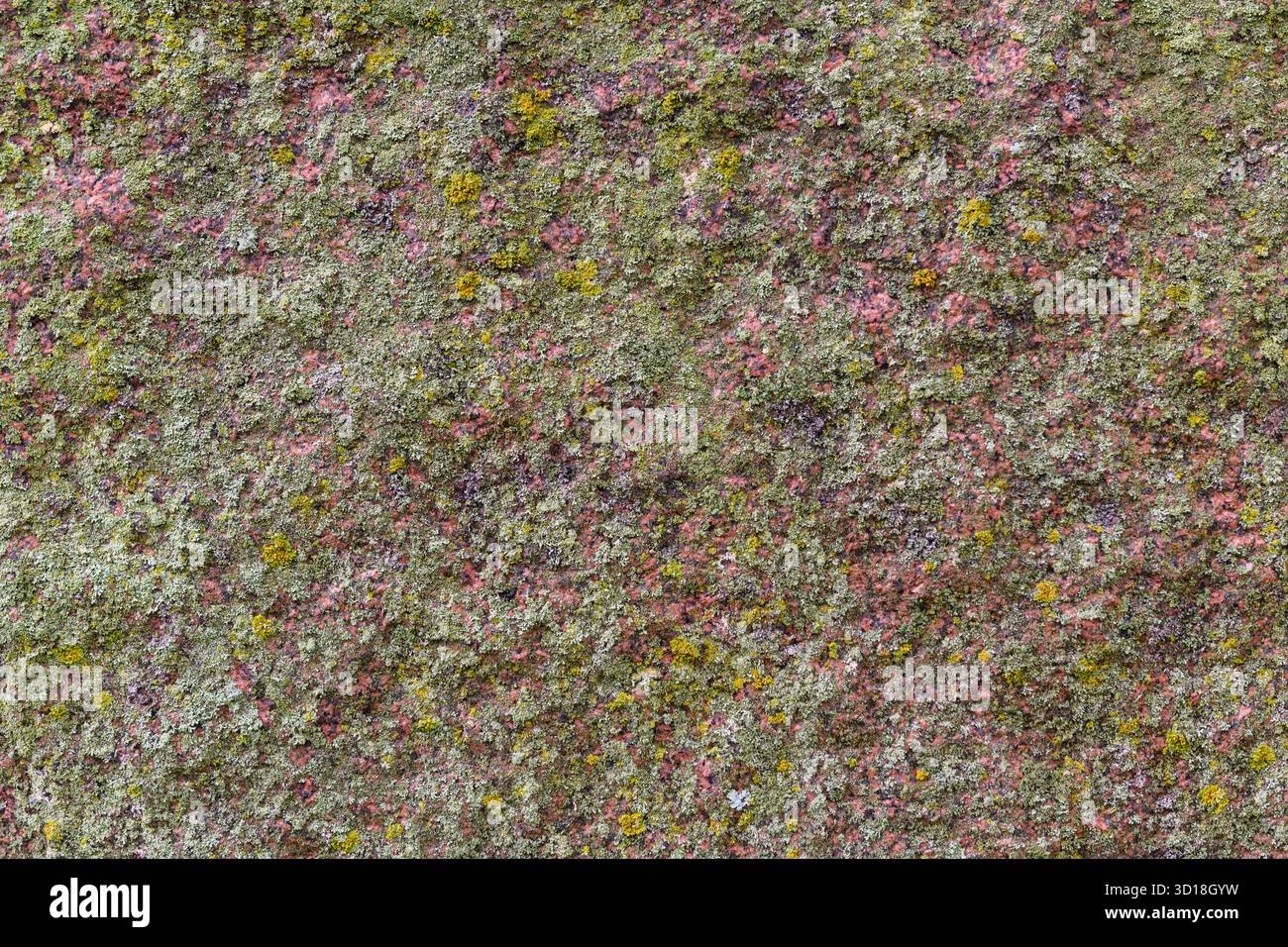 Détail abstrait de minuscules lichen, champignons et algues poussant sur une section de pierre de granit. Banque D'Images