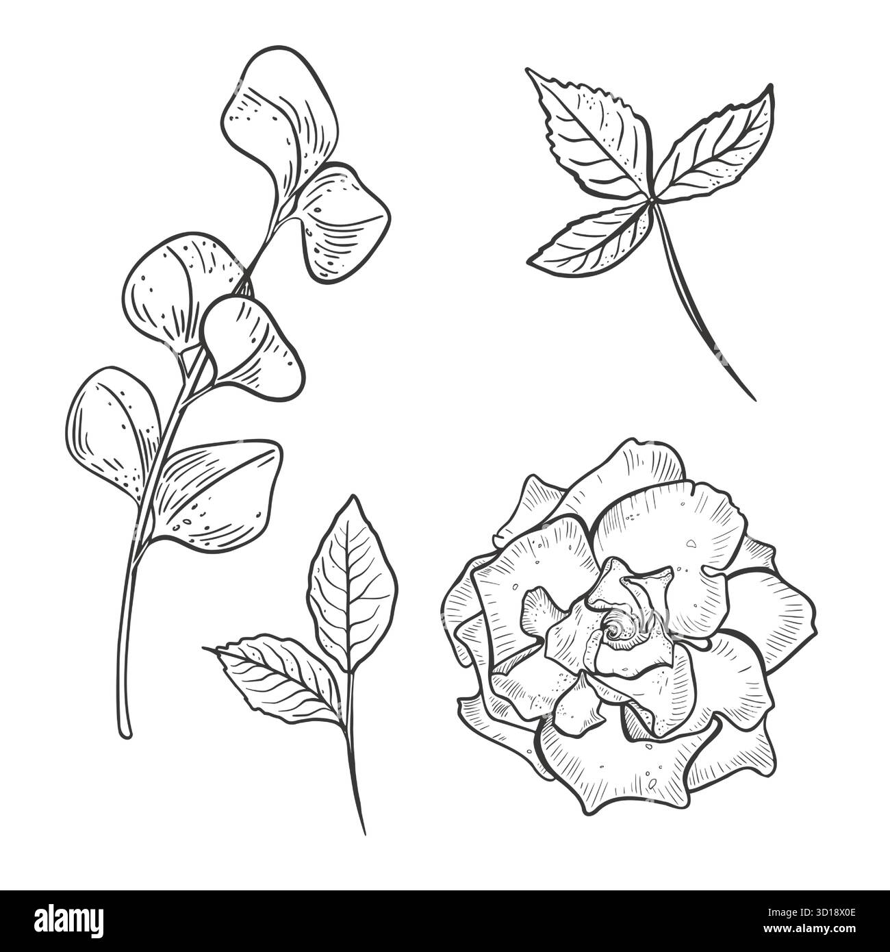 Fleur de rose et branche d'eucalyptus ensemble noir blanc illustration vectorielle. Gardénia dessiné à la main et ligne de feuillage Dessin de contour floral pour mariage Illustration de Vecteur