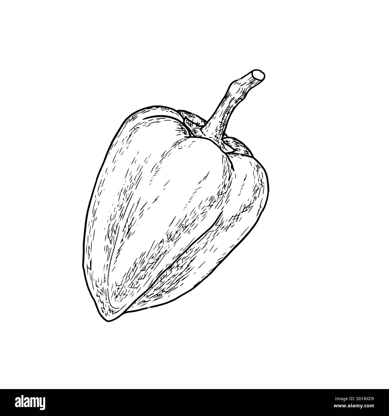 Poivron, dessin simple, croquis noir et blanc. Illustration vectorielle. Légumes frais de la ferme, isolés sur un fond blanc. Le thème de la santé Illustration de Vecteur