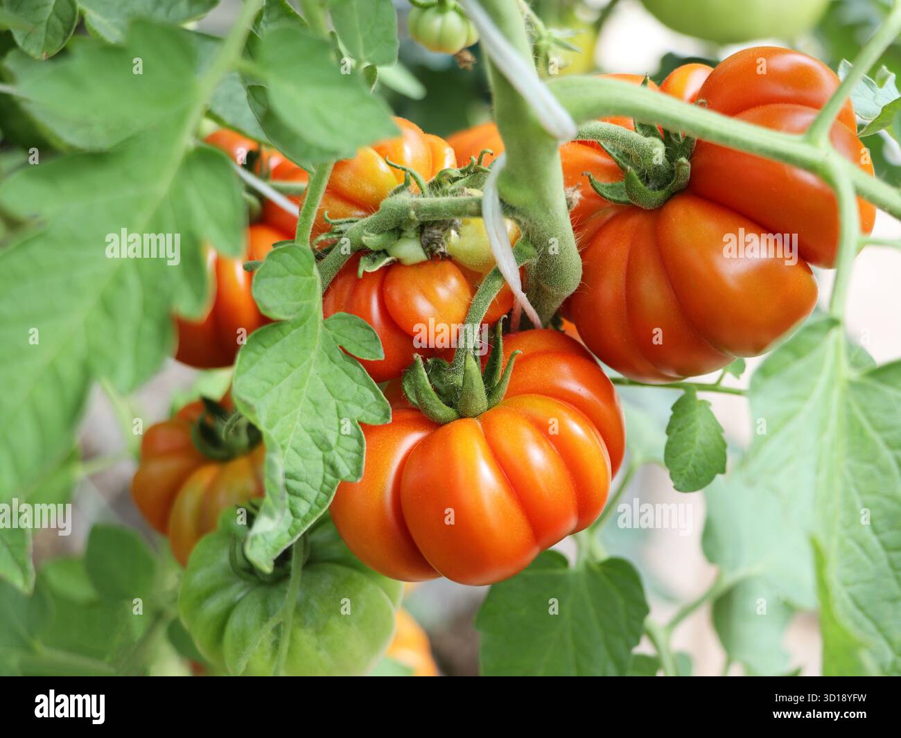Tomates rouges mûres maison accrochées à la vigne d'un tomate dans le jardin, cultivées dans la serre Banque D'Images