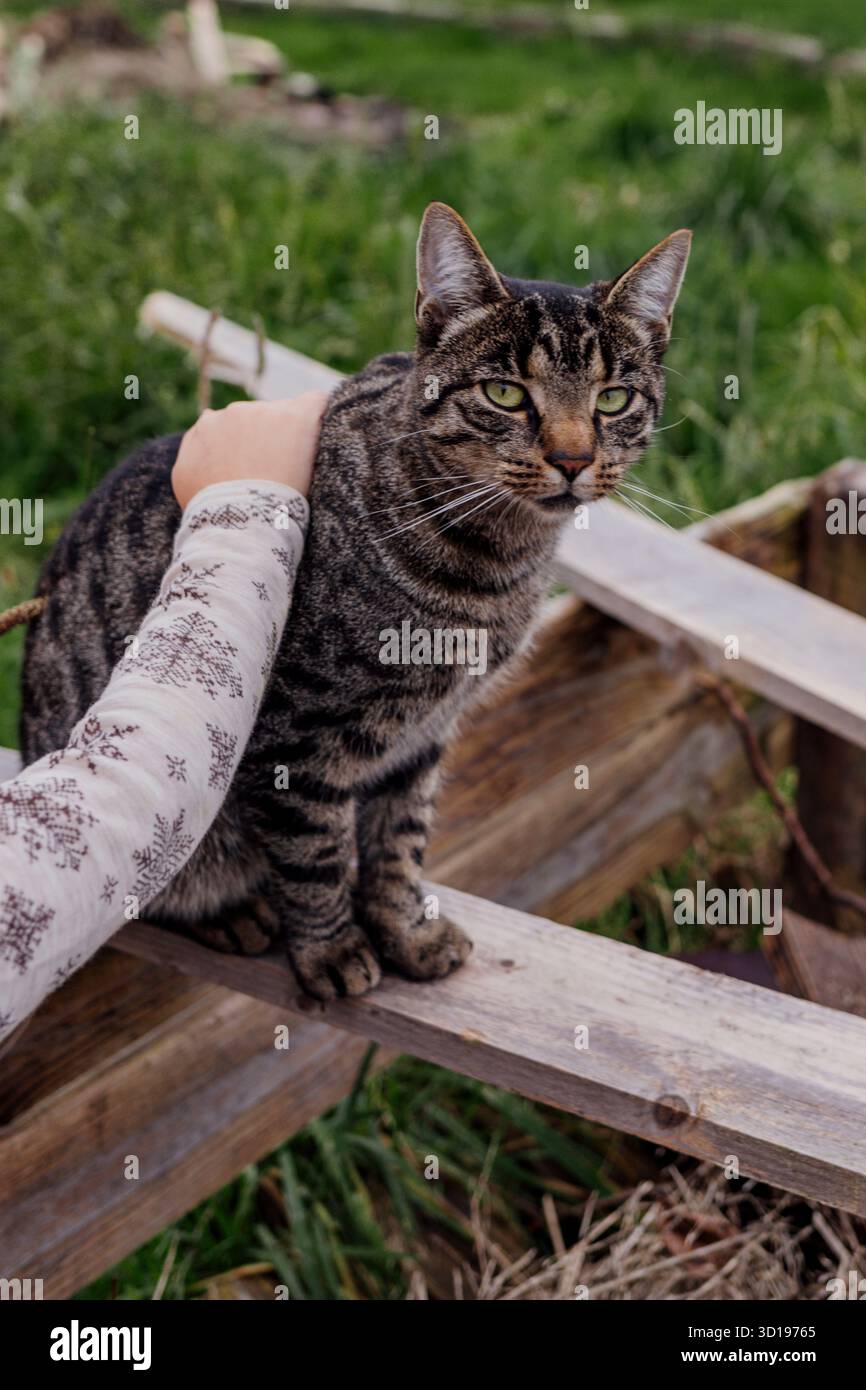 Chat Tabby étant caressé par un enfant dans un espace extérieur herbeux Banque D'Images