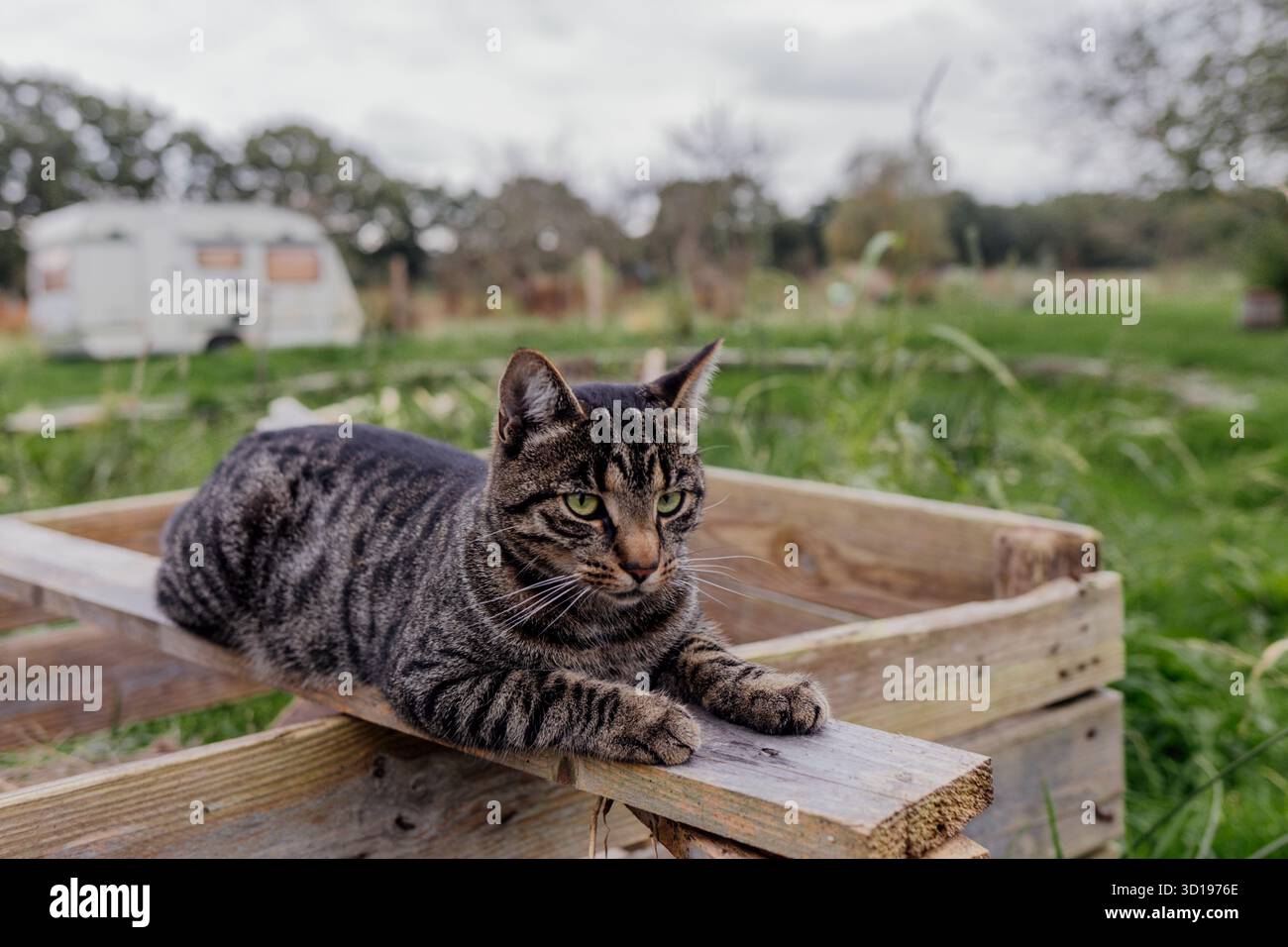 Chat Tabby reposant sur une caisse en bois dans un espace extérieur herbeux Banque D'Images