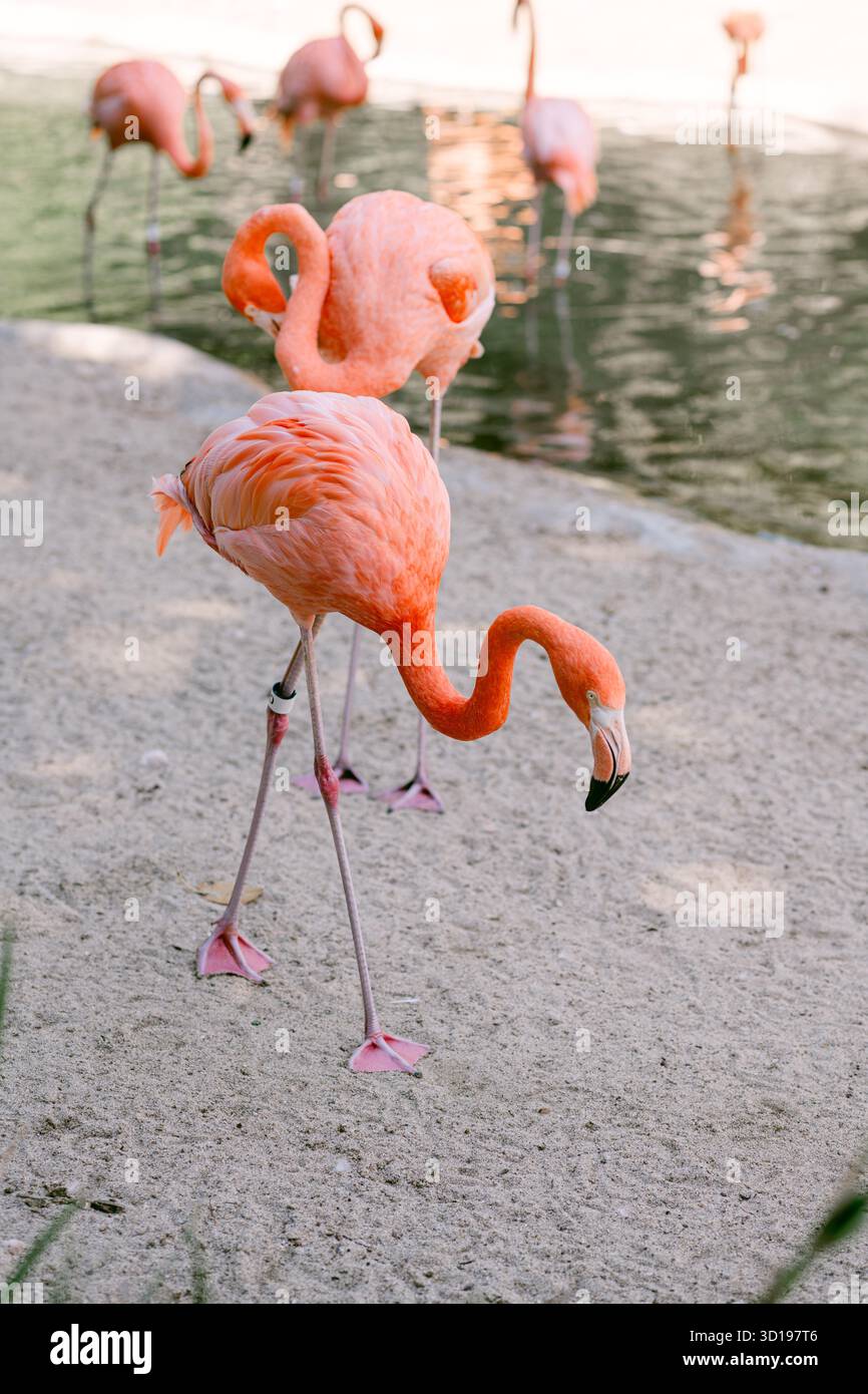Gros plan photo de flamant rose Banque D'Images
