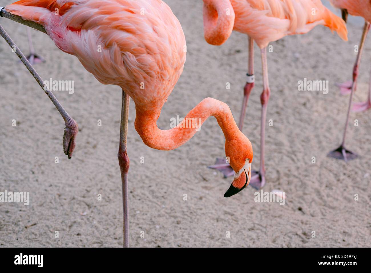 Gros plan sur le flamant rose au zoo de San Diego Banque D'Images