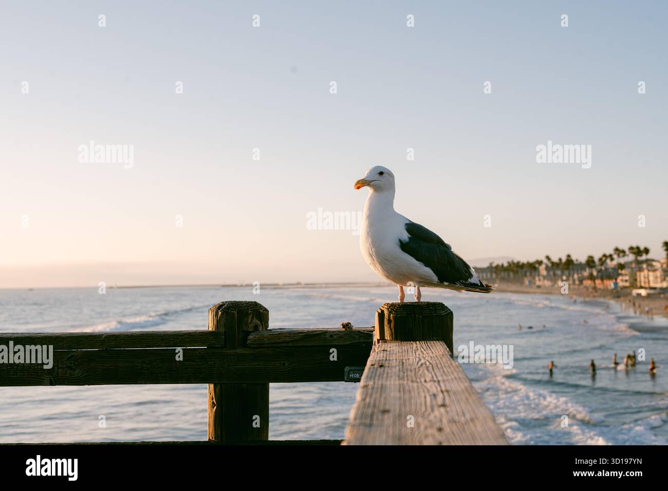 Mouette blanche debout sur la jetée avec des surfeurs en arrière-plan Banque D'Images