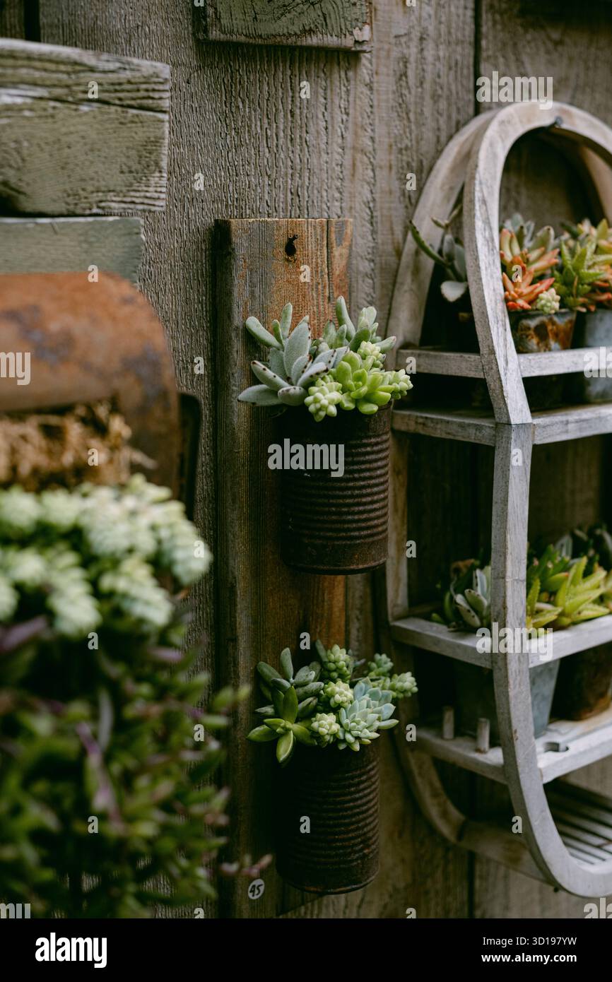 Mur succulent avec style vintage Banque D'Images