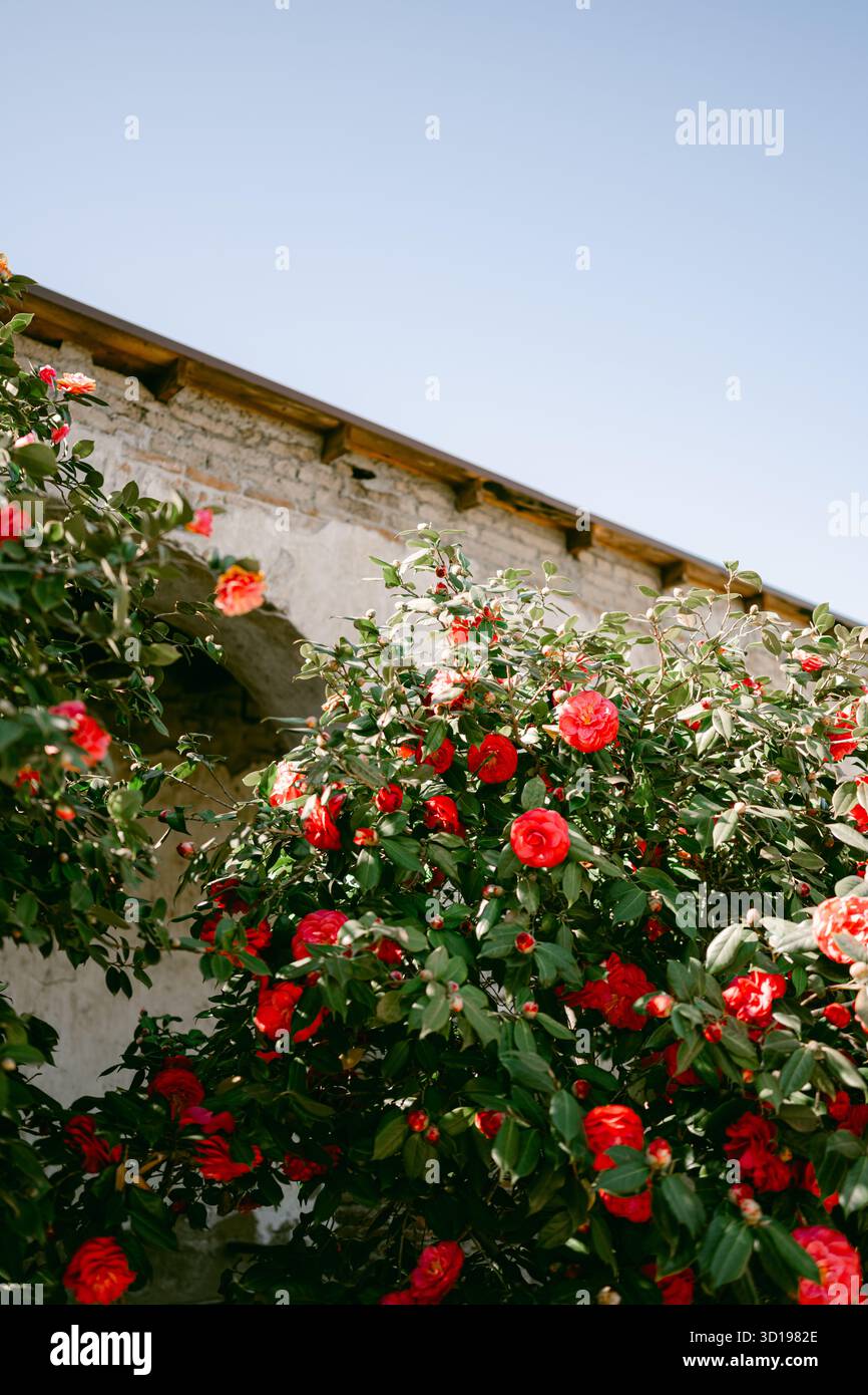 Buisson de fleurs rouges au Misson Banque D'Images