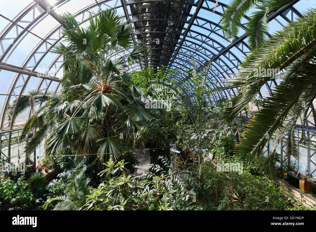 Une végétation luxuriante remplit un grand espace de jardin botanique intérieur Banque D'Images