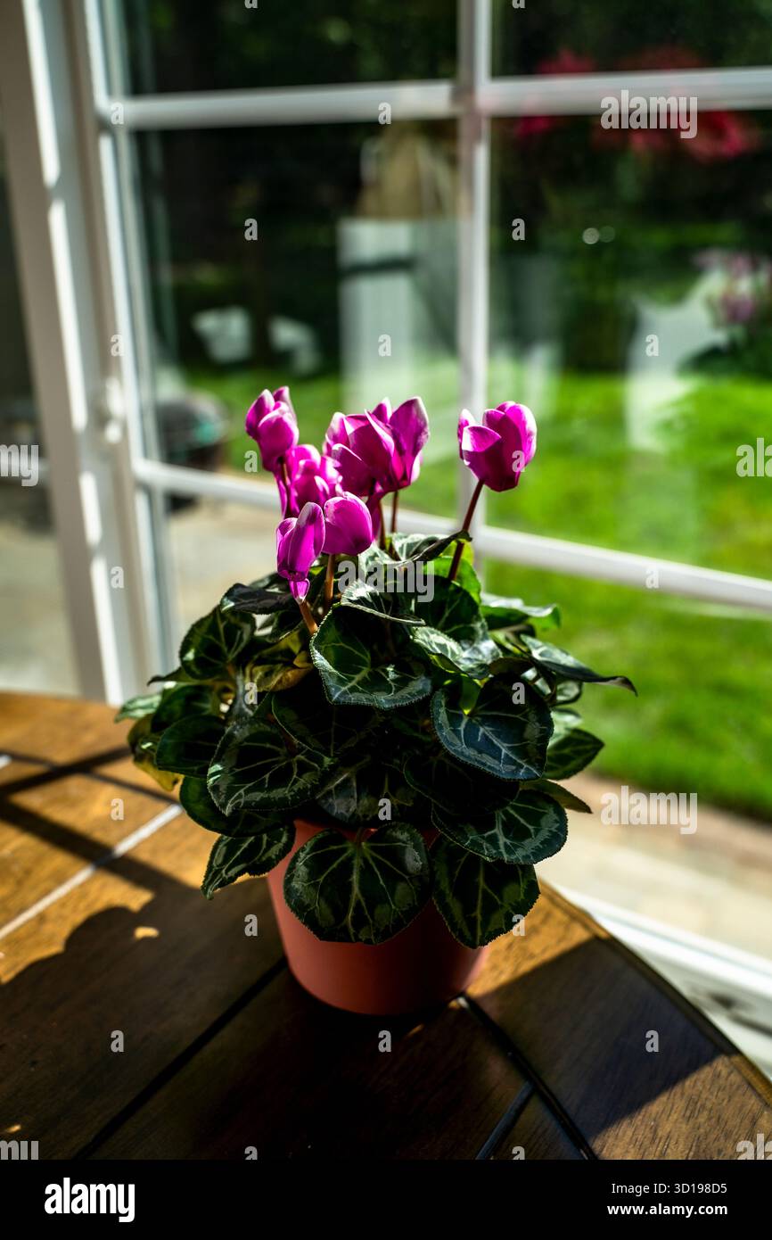 Plante de maison avec des fleurs assis sur la table près de la fenêtre à la lumière du soleil Banque D'Images