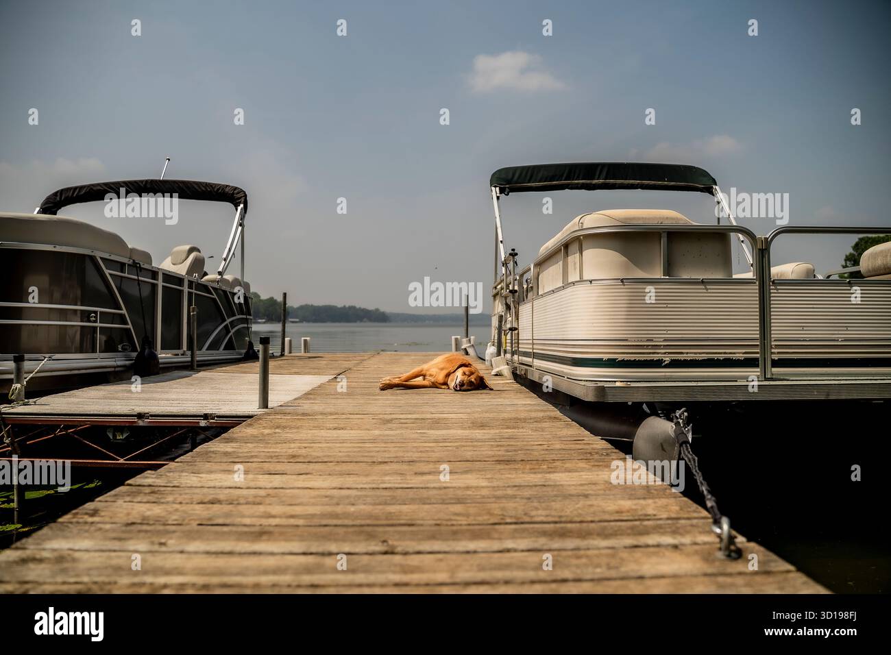 Sleeping Dog couché sur le quai à côté des pontons sur l'après-midi ensoleillé d'été Banque D'Images