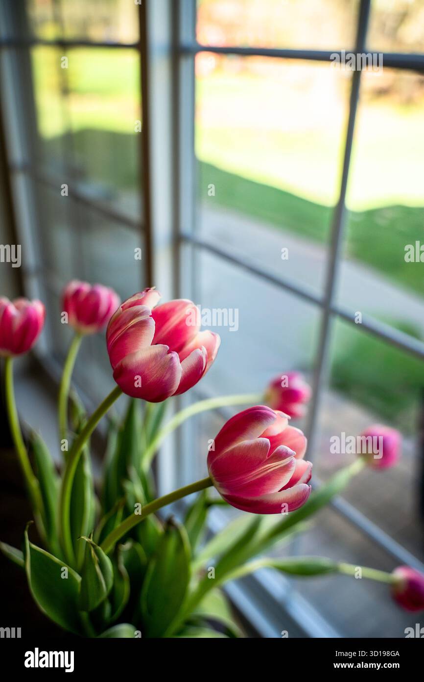 Fleur de tulipe rose fleurie penchant vers la lumière du soleil à travers la fenêtre Banque D'Images