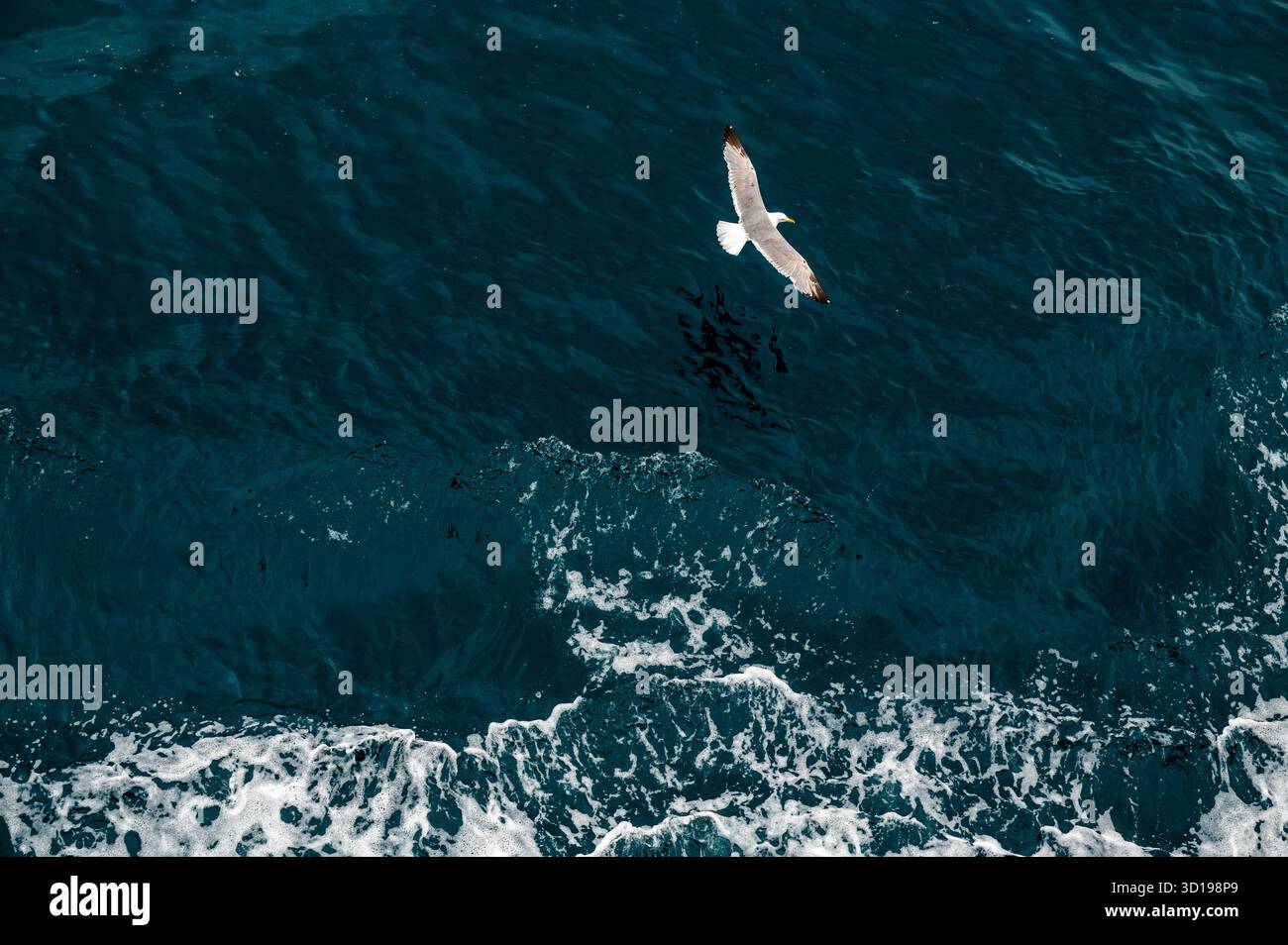 Mouette survolant les vagues de l'océan Banque D'Images