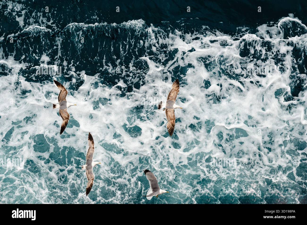 Mouettes survolant les vagues de l'océan Banque D'Images