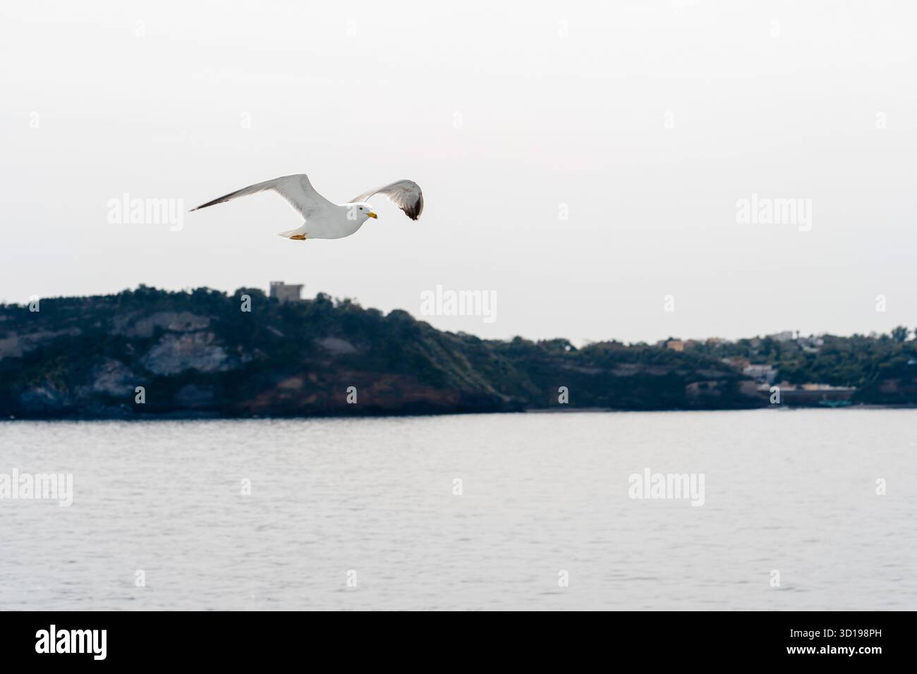 Mouette planant au-dessus de la mer calme et de la côte lointaine Banque D'Images