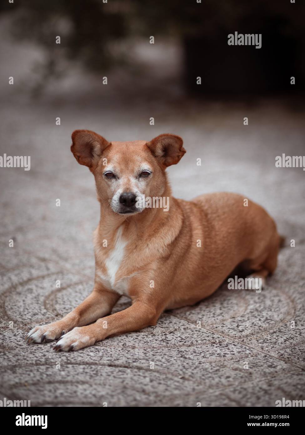 Chien brun de race mixte âgé reposant à l'extérieur sur un trottoir à motifs Banque D'Images