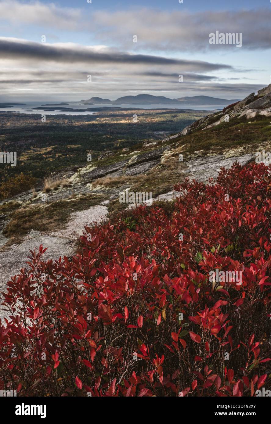 Buissons de bleuets rouges vibrants au sommet de la montagne dans le Maine Banque D'Images