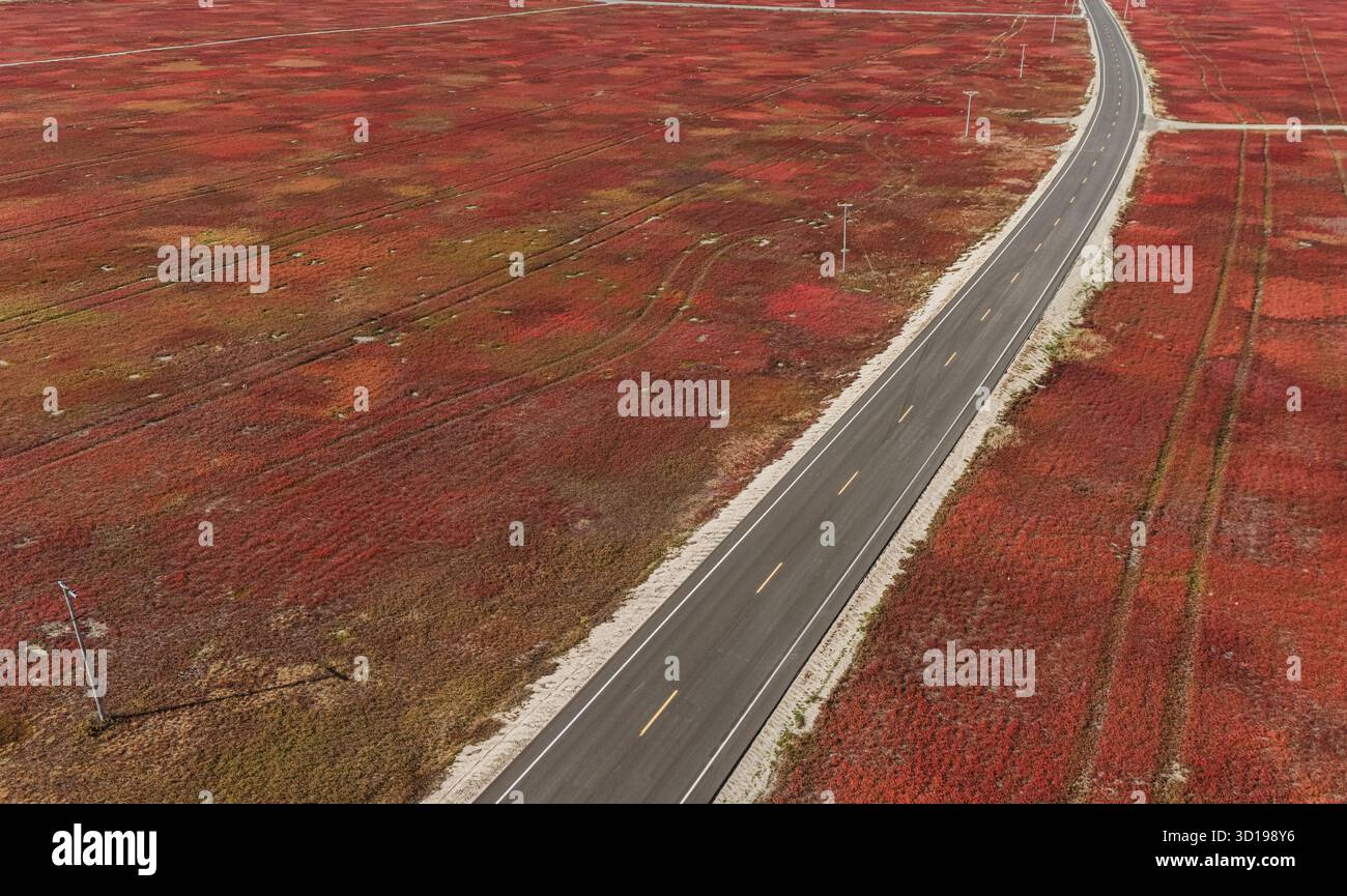 La route pavée traverse un champ de bleuets sauvages en automne. Banque D'Images