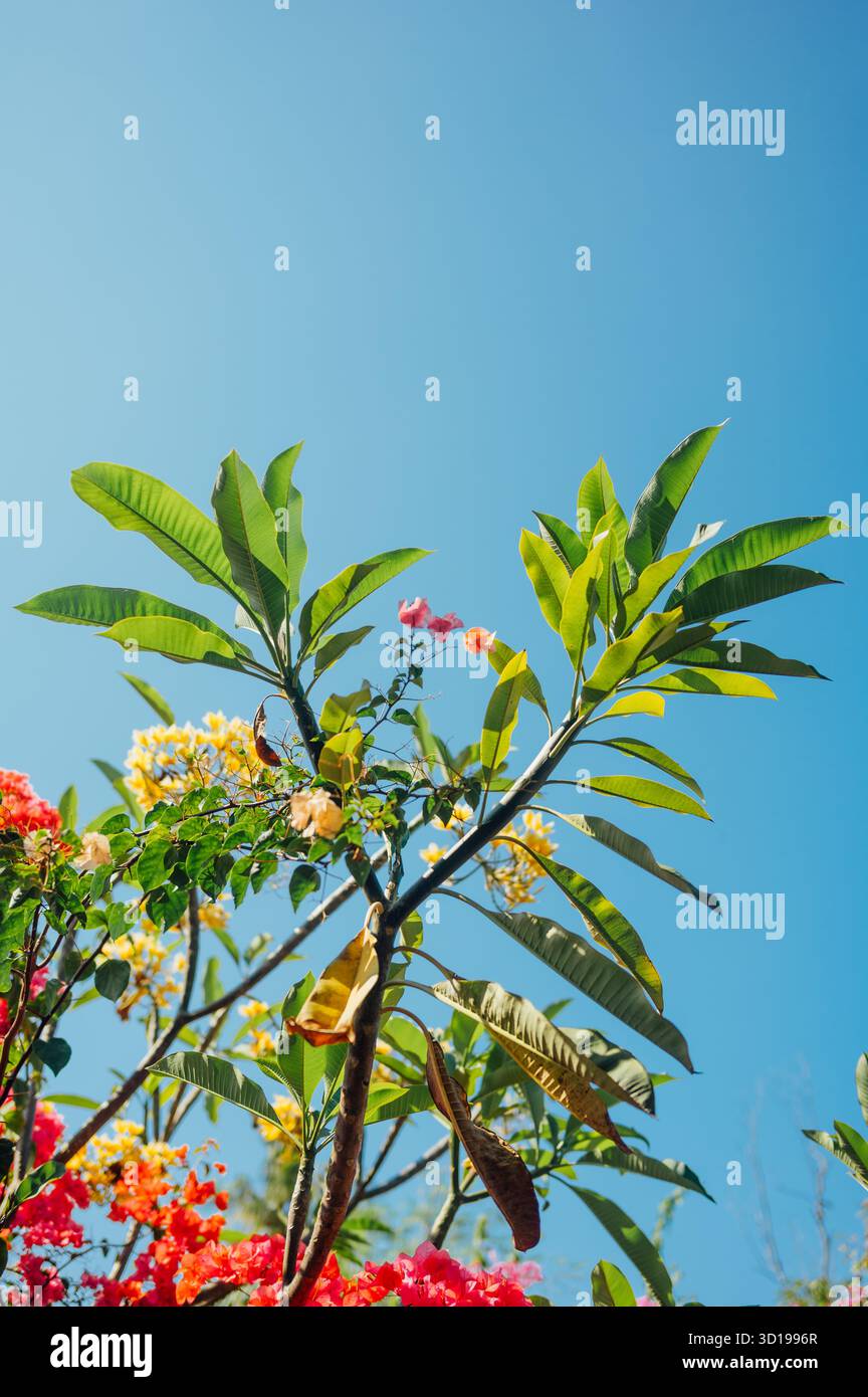 Frangipani et Bougainvillea contre Clear Blue Sky, Lombok, Indonésie Banque D'Images
