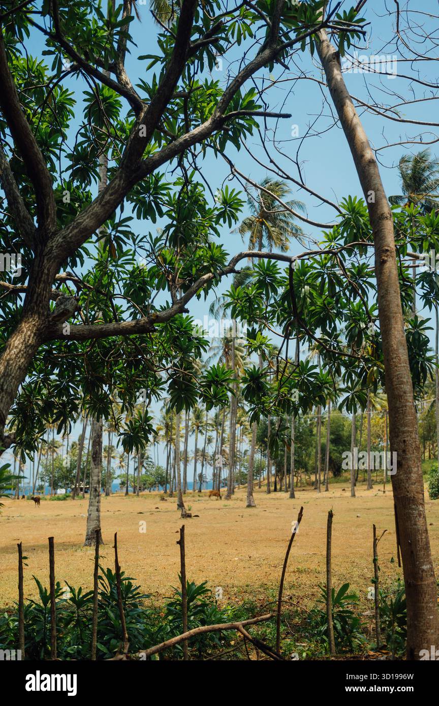 Coconut Beach Pasture près de Senggigi, Lombok Banque D'Images