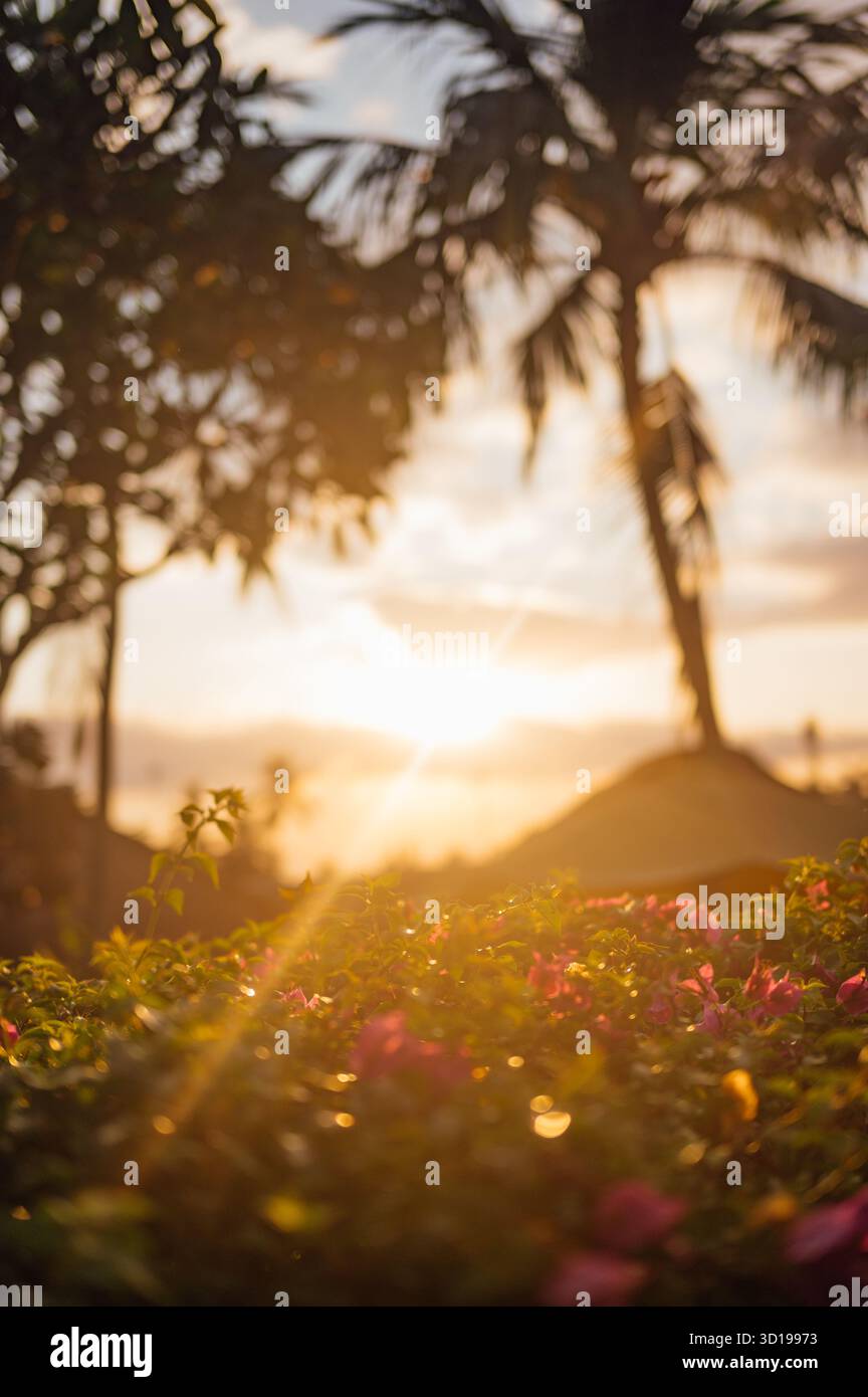 Soft Tropical Sunset et Palm silhouettes, Senggigi, Lombok, Indonésie Banque D'Images