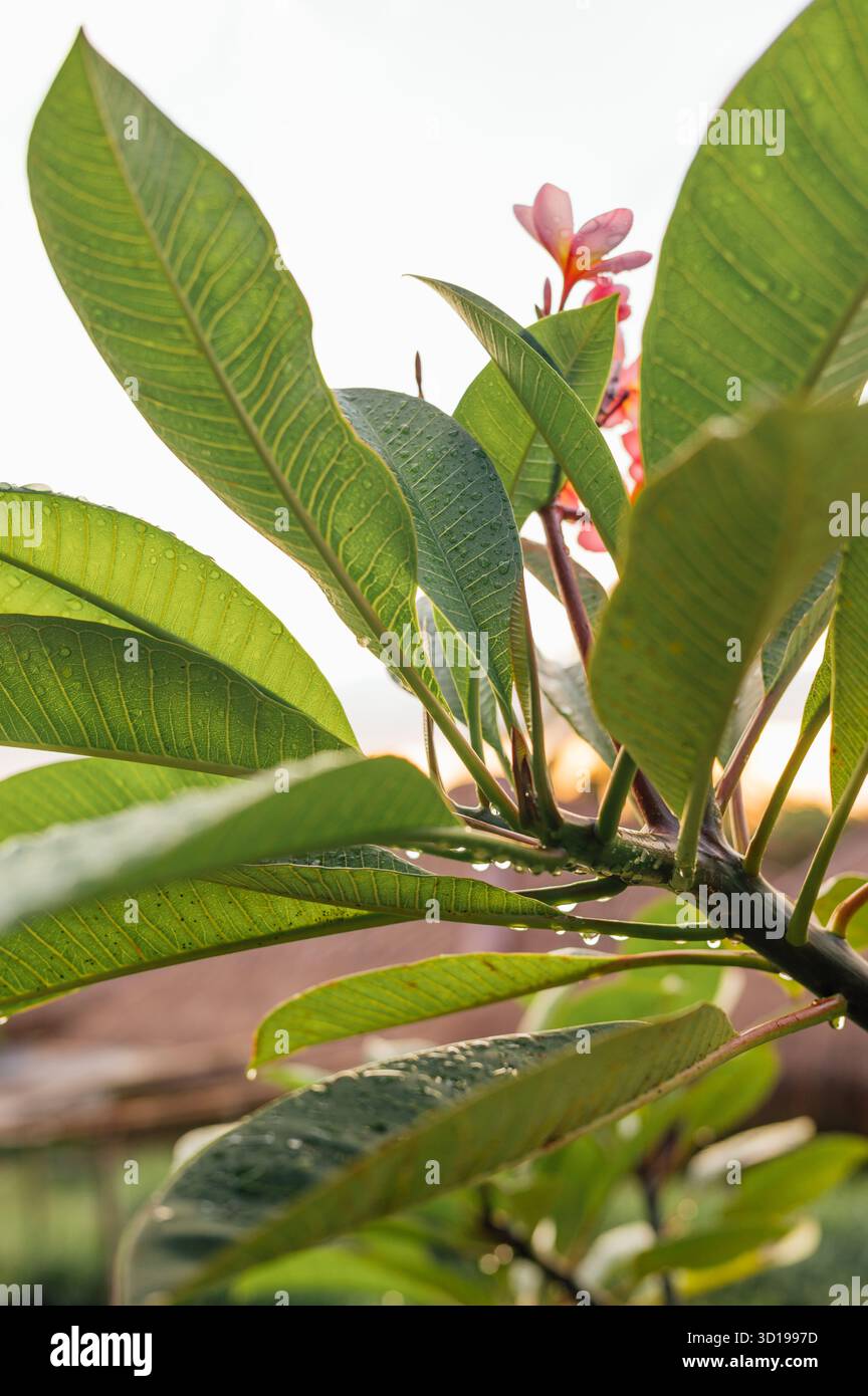 Gros plan des feuilles de Frangipani avec Morning Dew à Lombok, Indonésie Banque D'Images