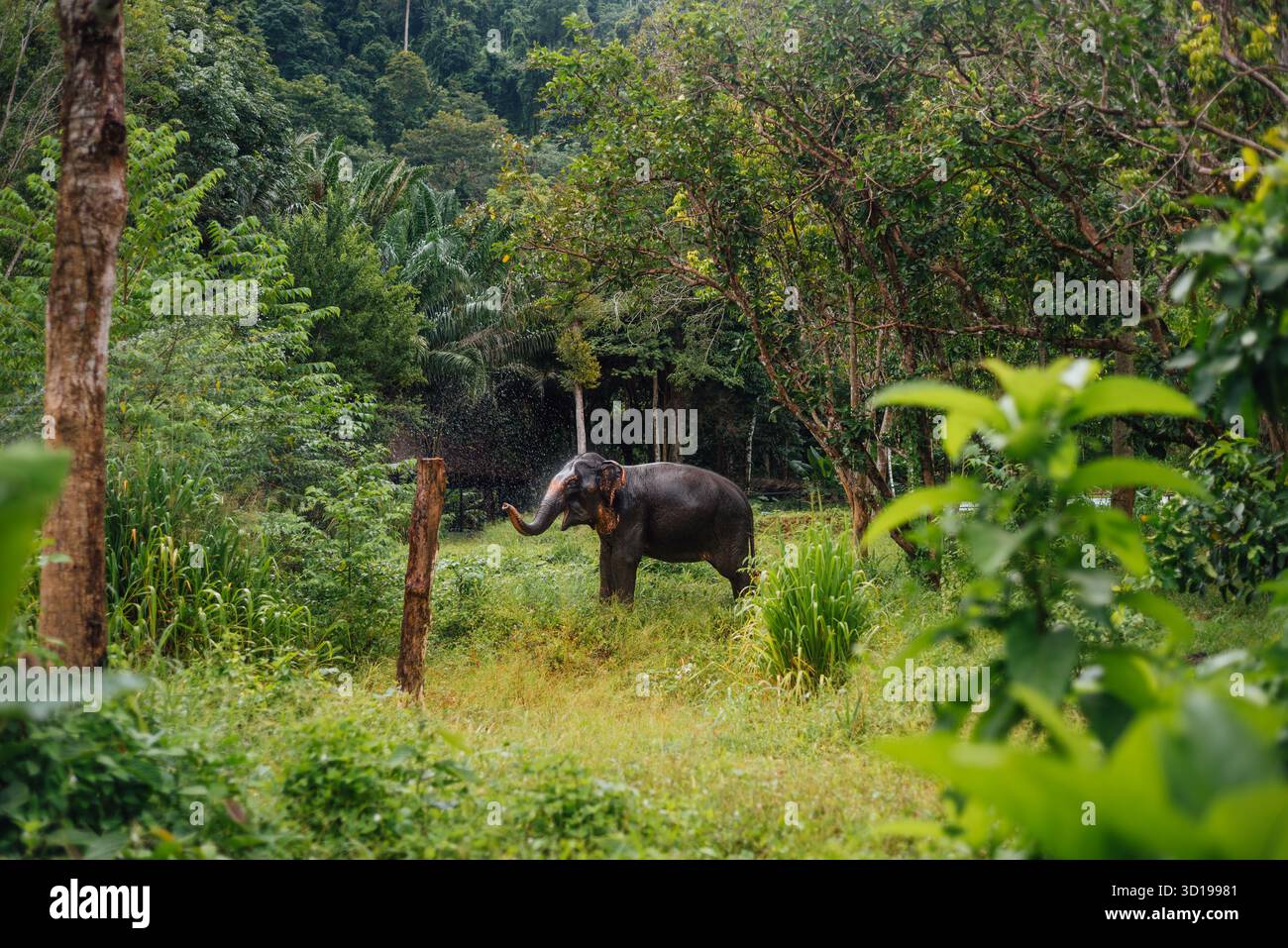 Éléphant d'Asie pulvérisant de l'eau à Elephant Sanctuary, Phuket Thaïlande Banque D'Images