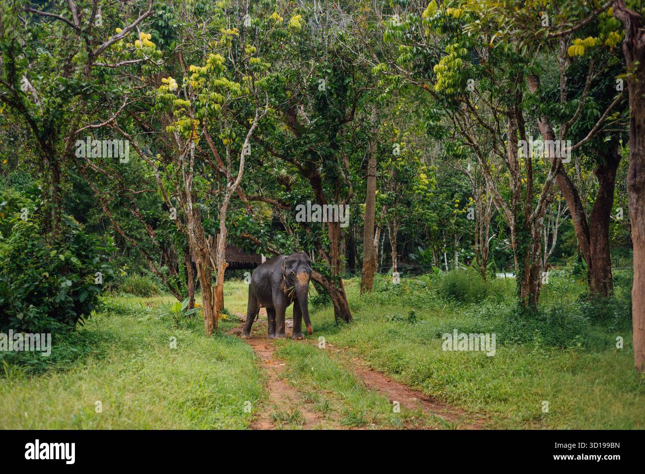 Éléphant d'Asie marchant dans la forêt à Elephant Sanctuary, Phuket Banque D'Images