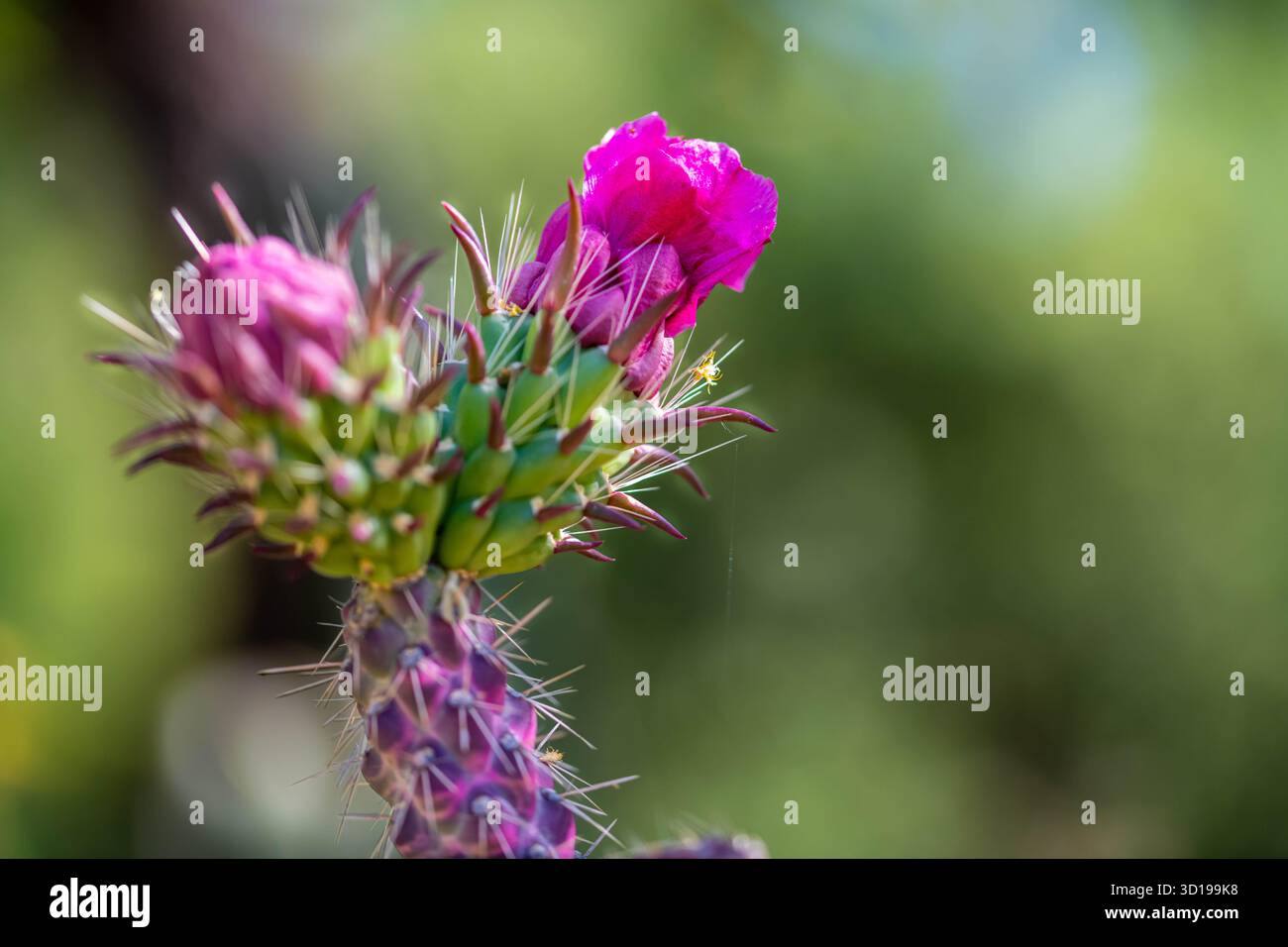 Un cactus fleuri à Tucson, Arizona Banque D'Images
