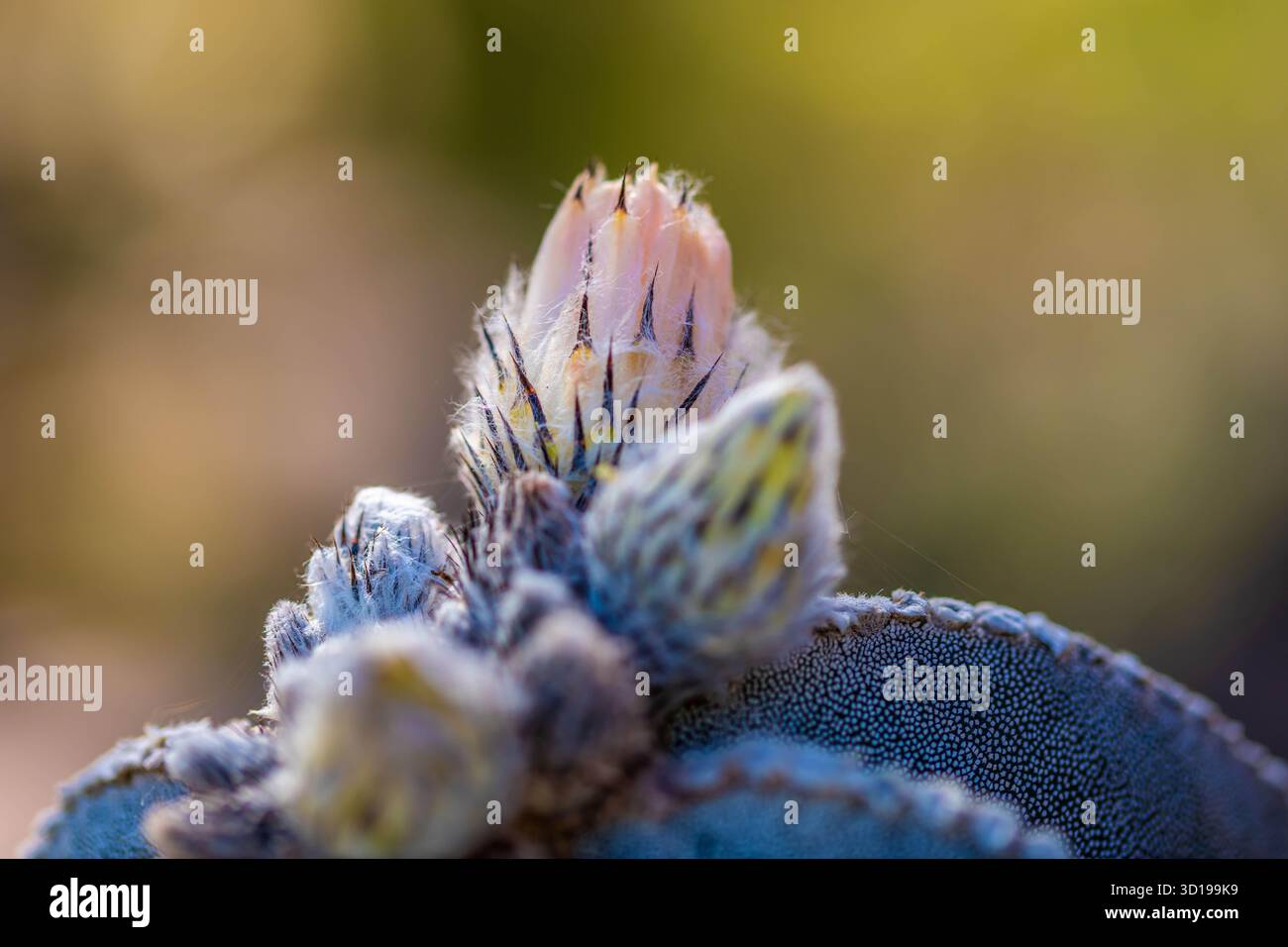 Un cactus fleuri à Tucson, Arizona Banque D'Images