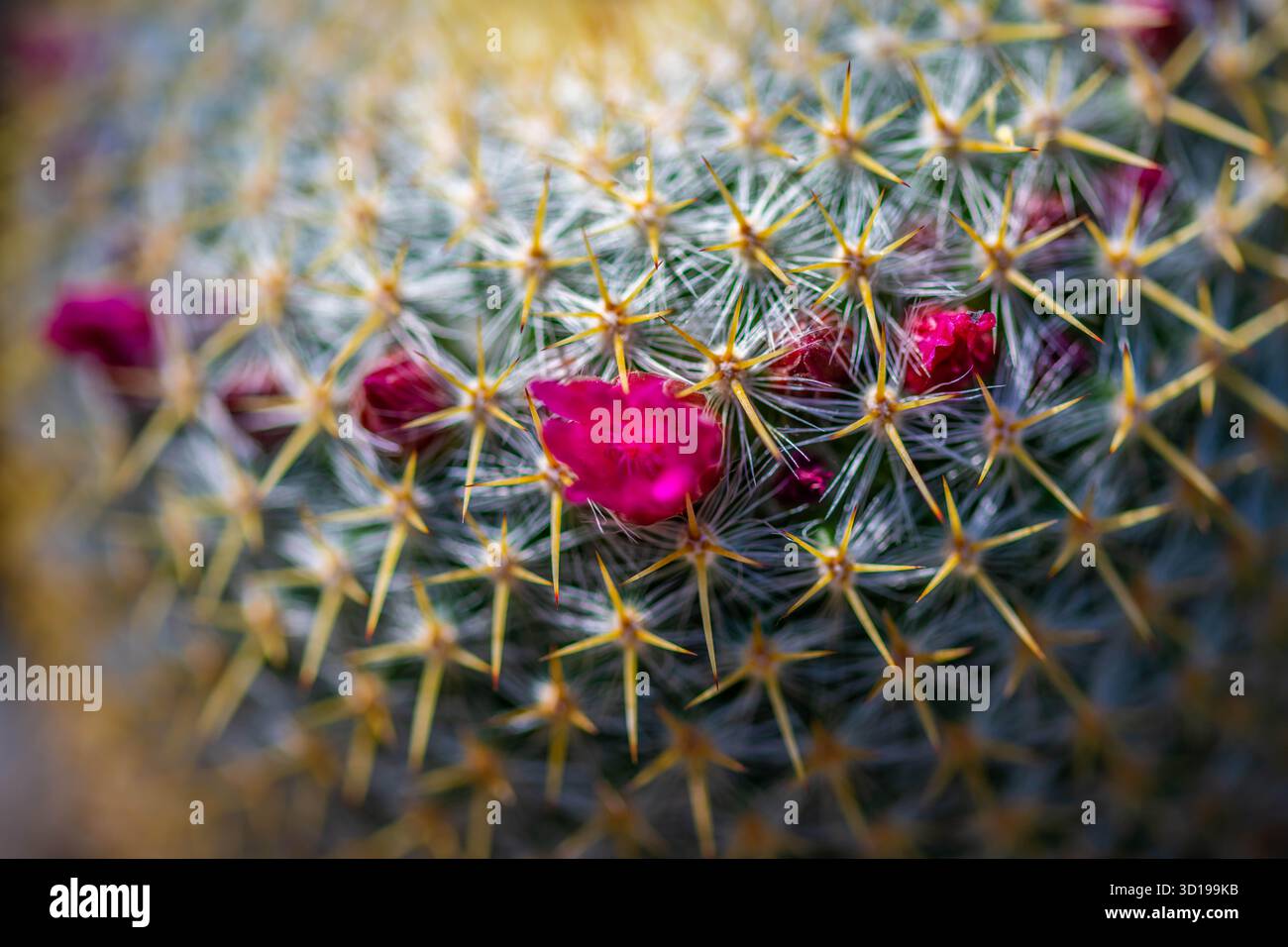 Un cactus fleuri à Tucson, Arizona Banque D'Images