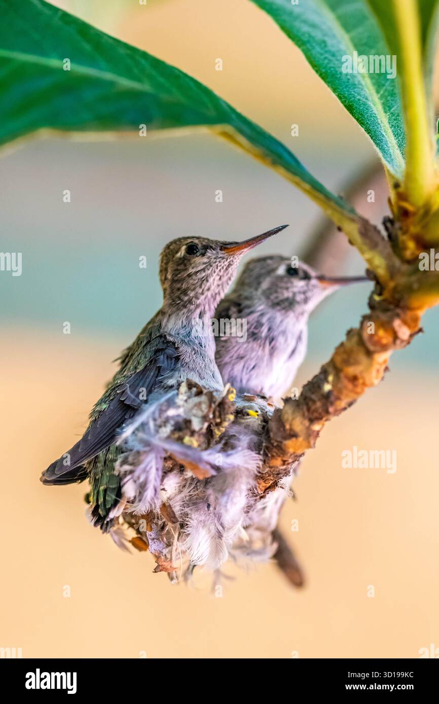 Une Anna Hummingbird à Tucson, Arizona Banque D'Images