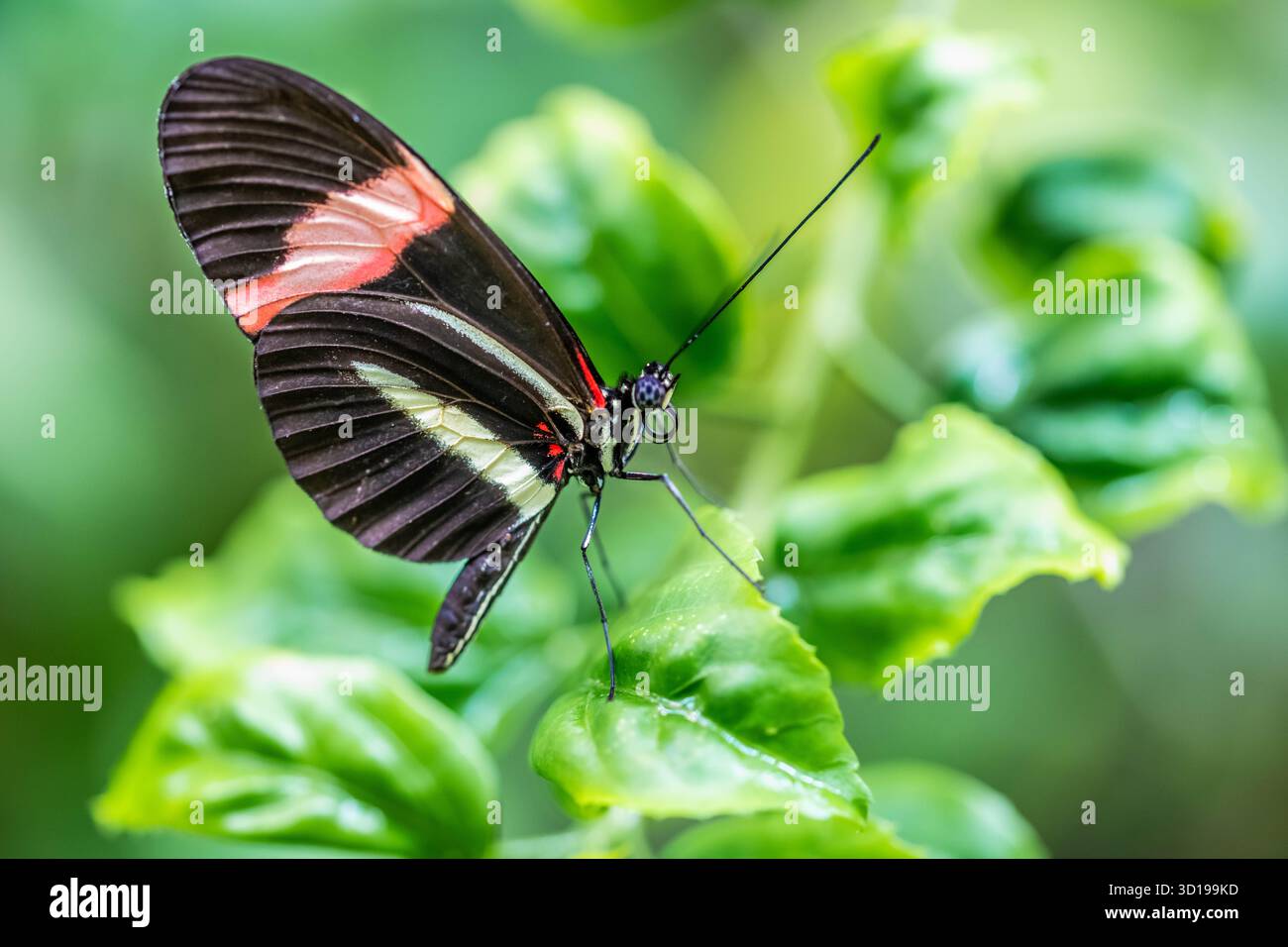 Un papillon postier à Tucson, Arizona Banque D'Images