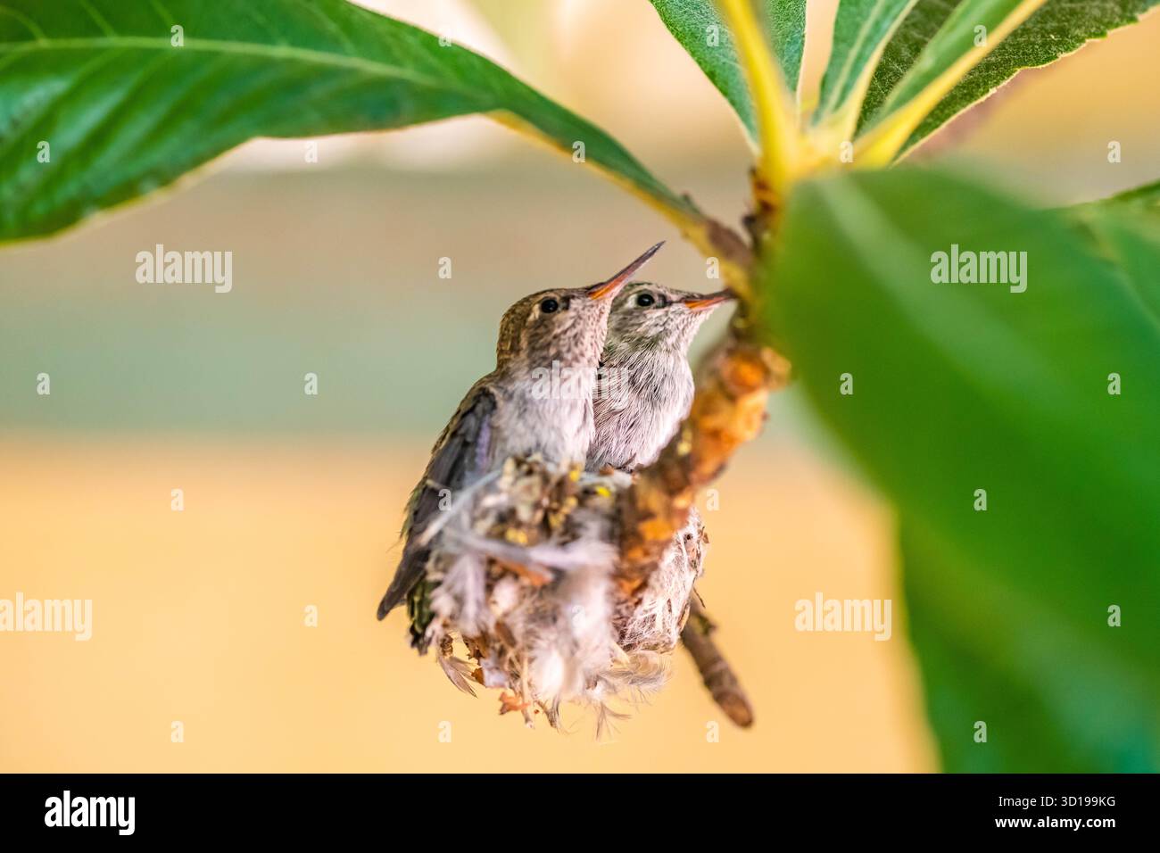 Une Anna Hummingbird à Tucson, Arizona Banque D'Images