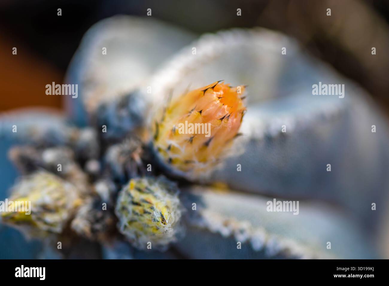 Un cactus fleuri à Tucson, Arizona Banque D'Images