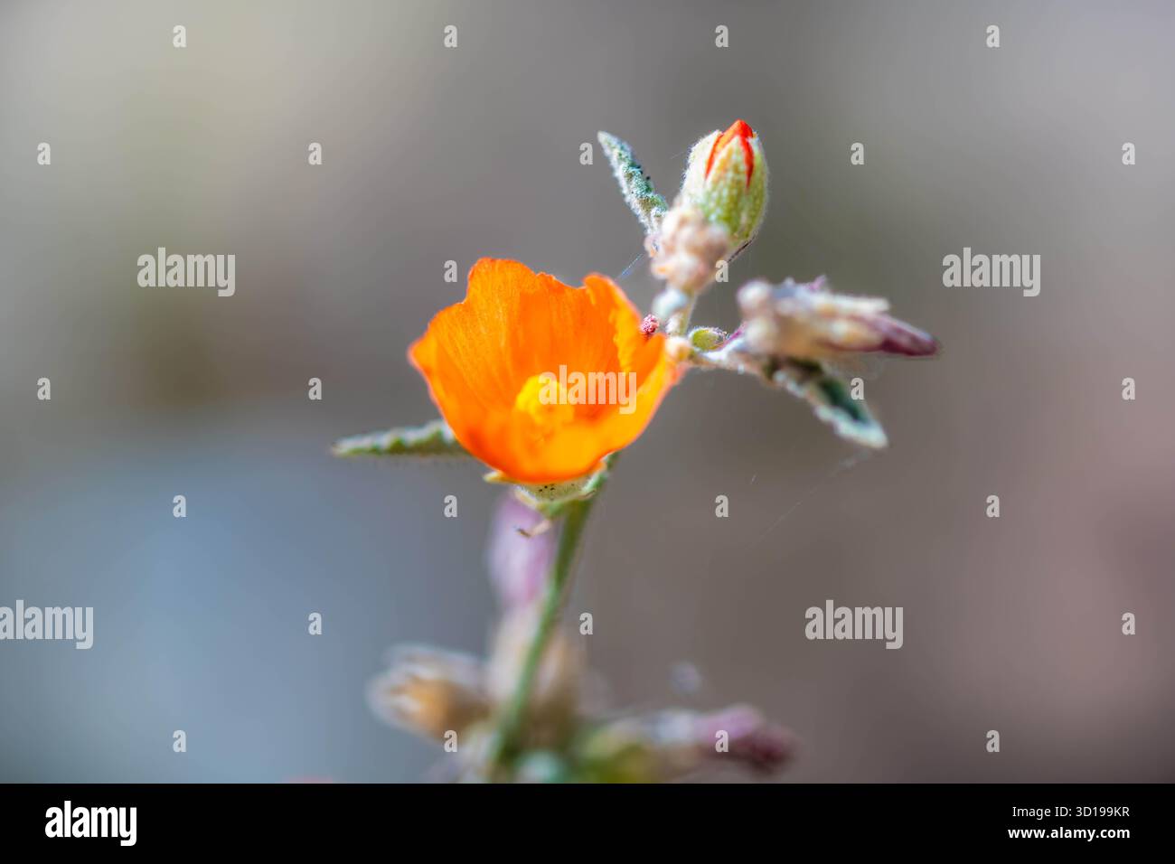 Un cactus fleuri à Tucson, Arizona Banque D'Images