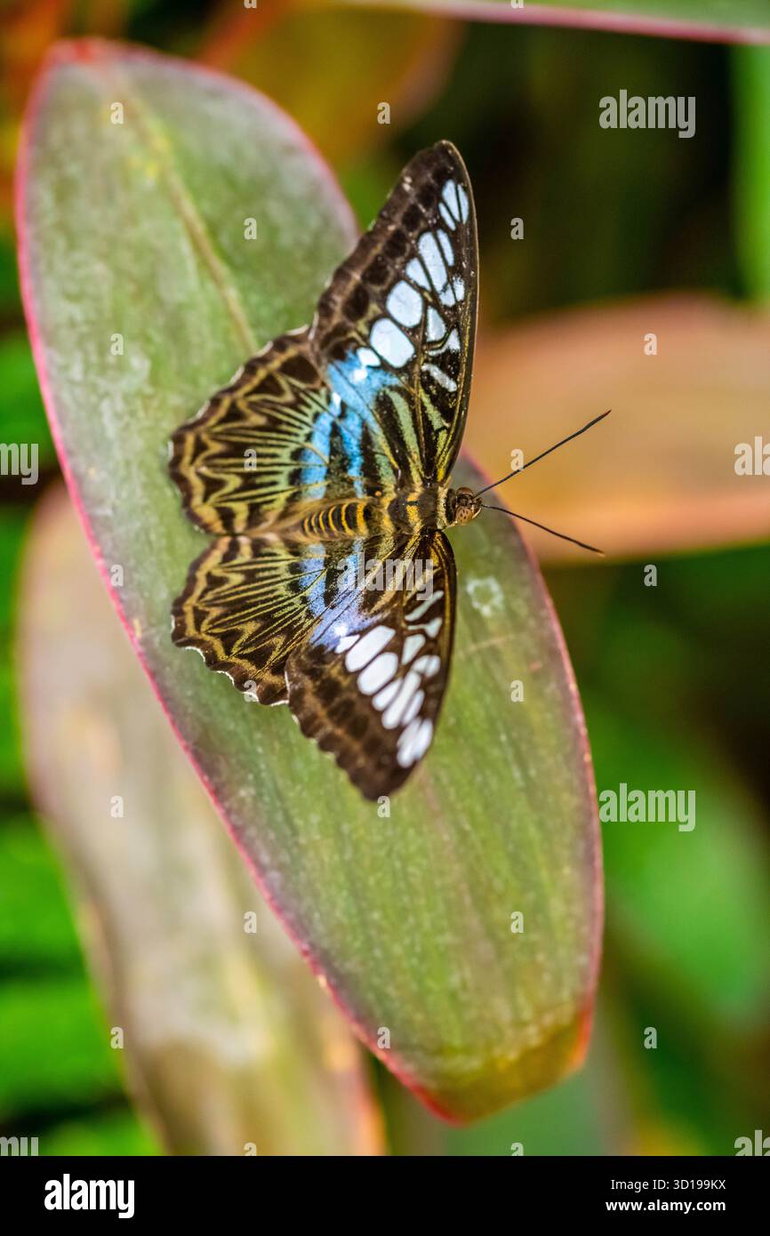 Un Clipper Butterfly à Tucson, Arizona Banque D'Images
