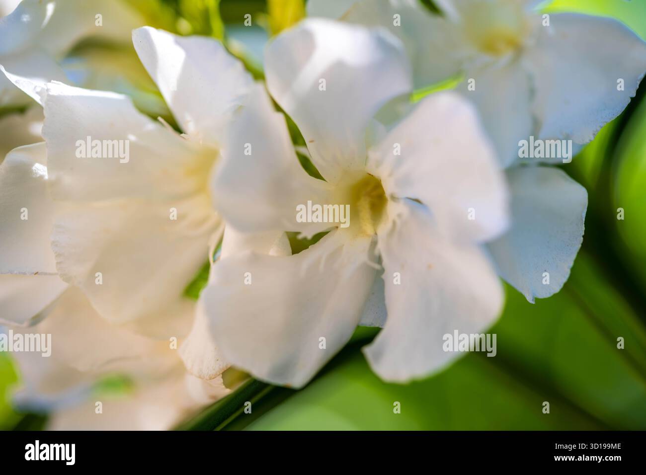 Une fleur de plantes à Tucson, Arizona Banque D'Images