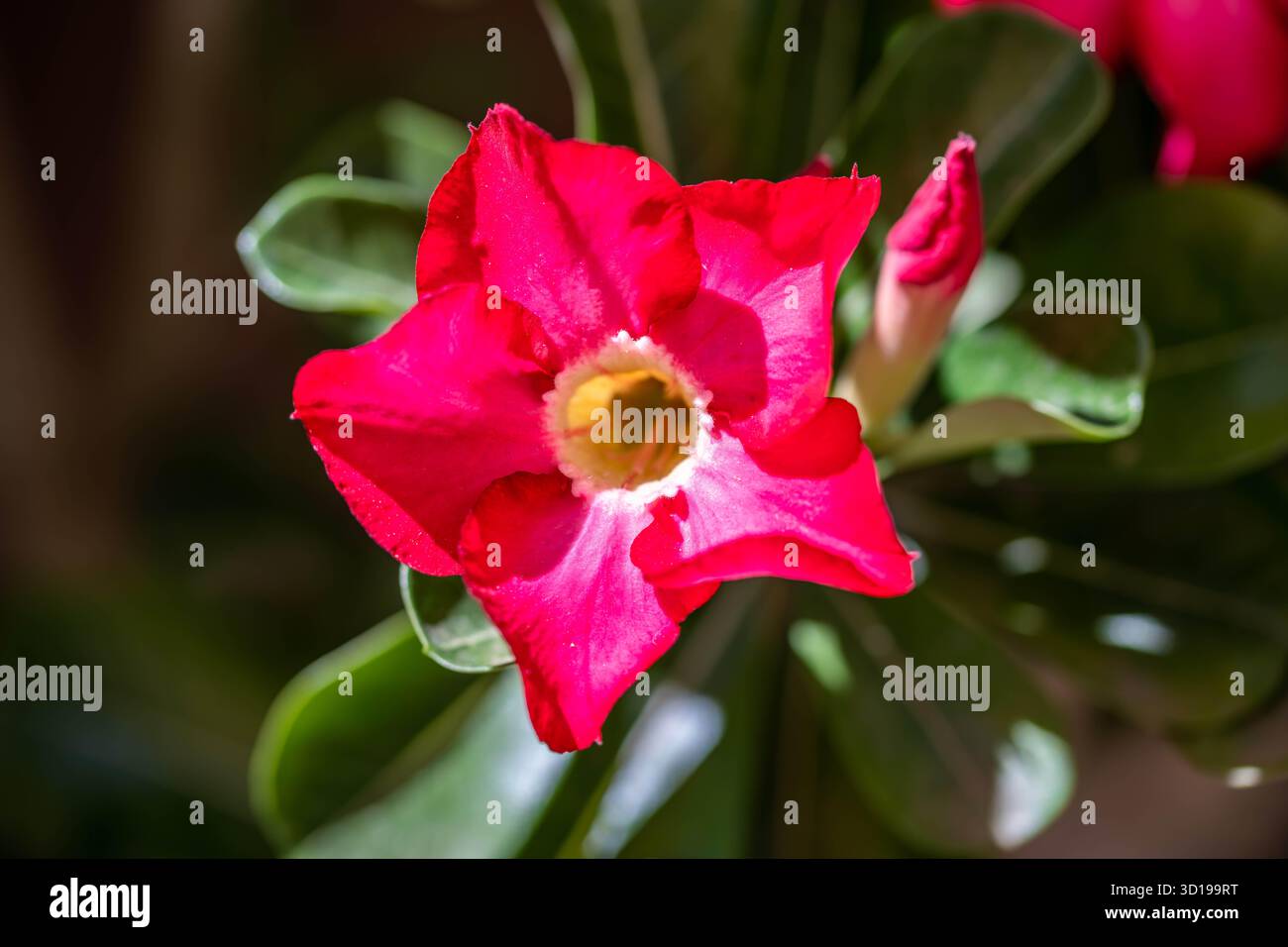 Une fleur de plantes à Tucson, Arizona Banque D'Images