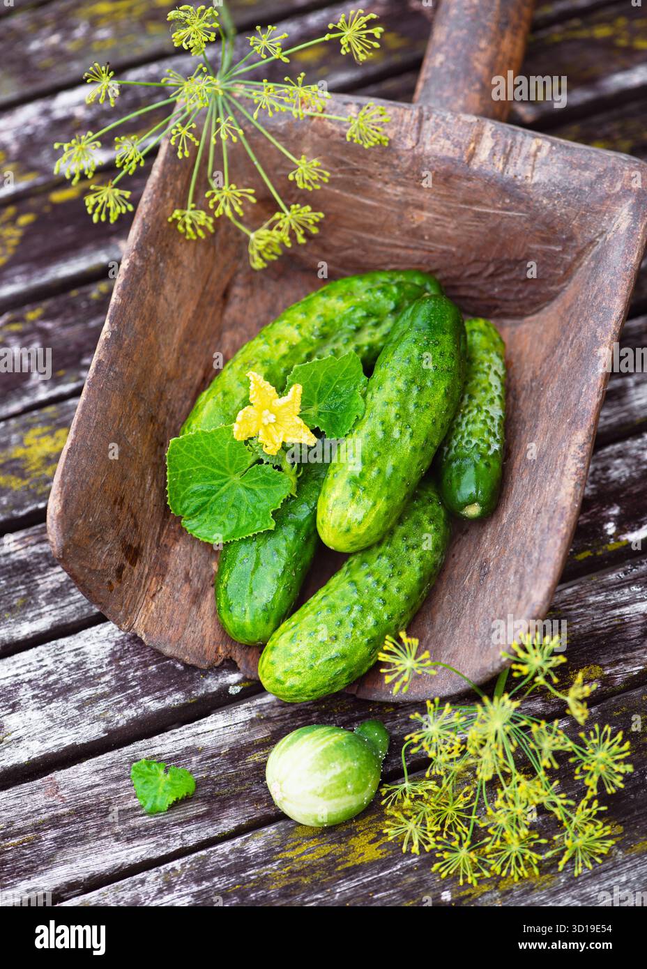 Concombres frais à fleurs jaunes et fleurs d'aneth dans une cuillère en bois rustique sur une vieille table. Concept de récolte biologique naturelle Banque D'Images