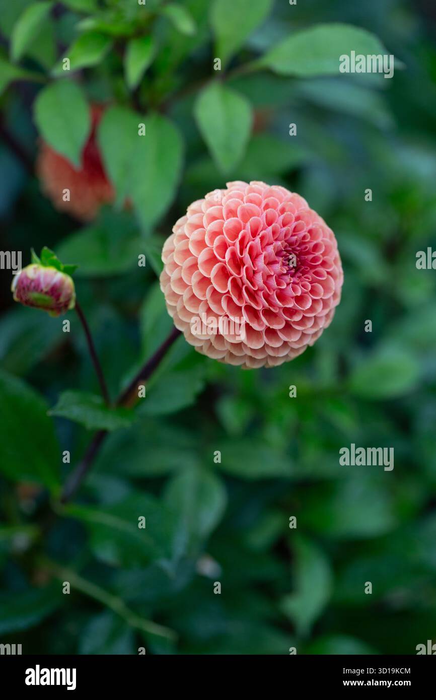 Fleurs de dahlia en fleurs en octobre Banque D'Images