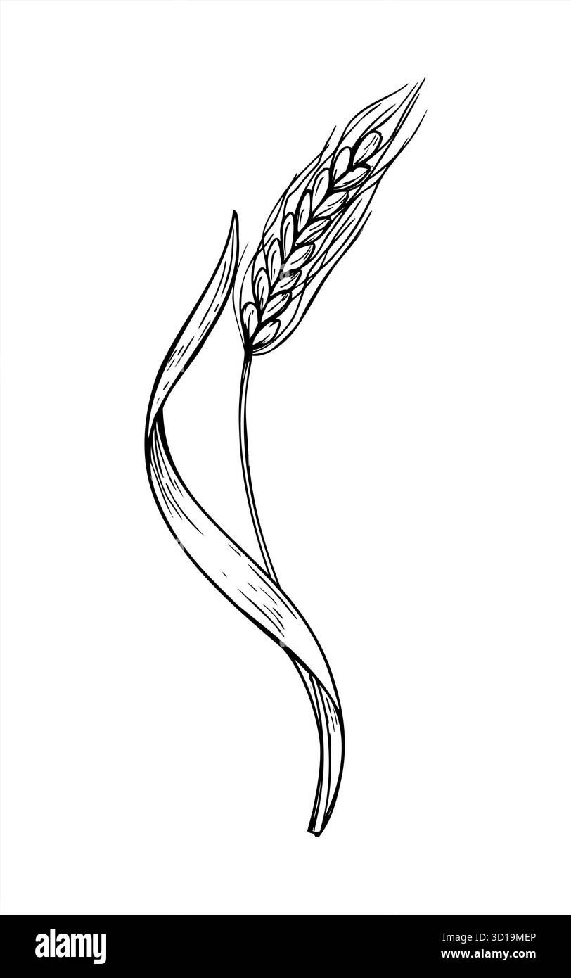 Épi-épi d'oreilles de blé mûr avec illustration isolée de vecteur monochrome de feuille peinte par des encres noires. Dessin de gravure de plantes à grains pour agricole rustique Illustration de Vecteur