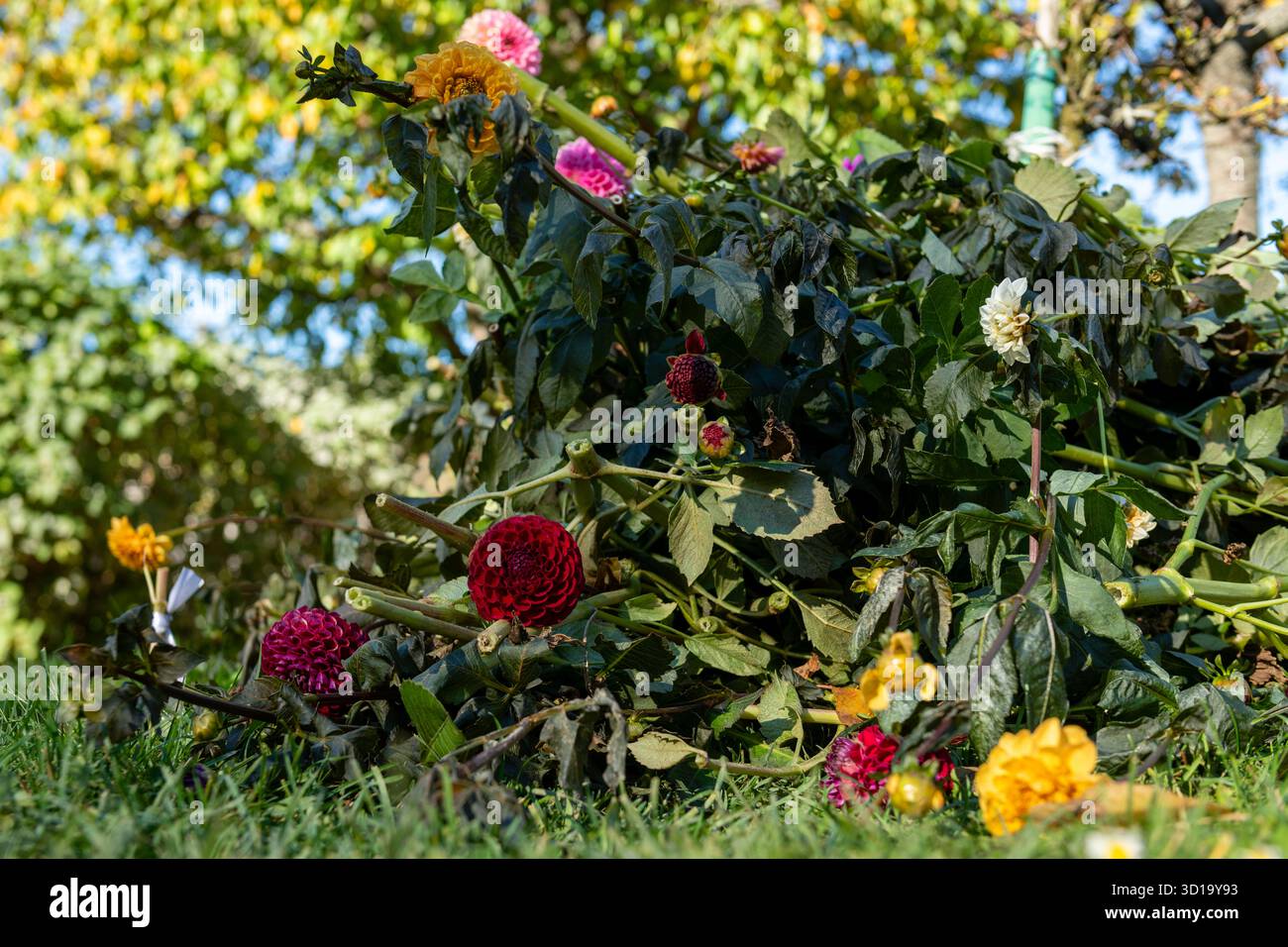 Fleurs et plantes de dahlia coupées couchées sur le sol à côté d'un parterre de fleurs, préparées pour le creusement d'automne et le stockage hivernal. Banque D'Images