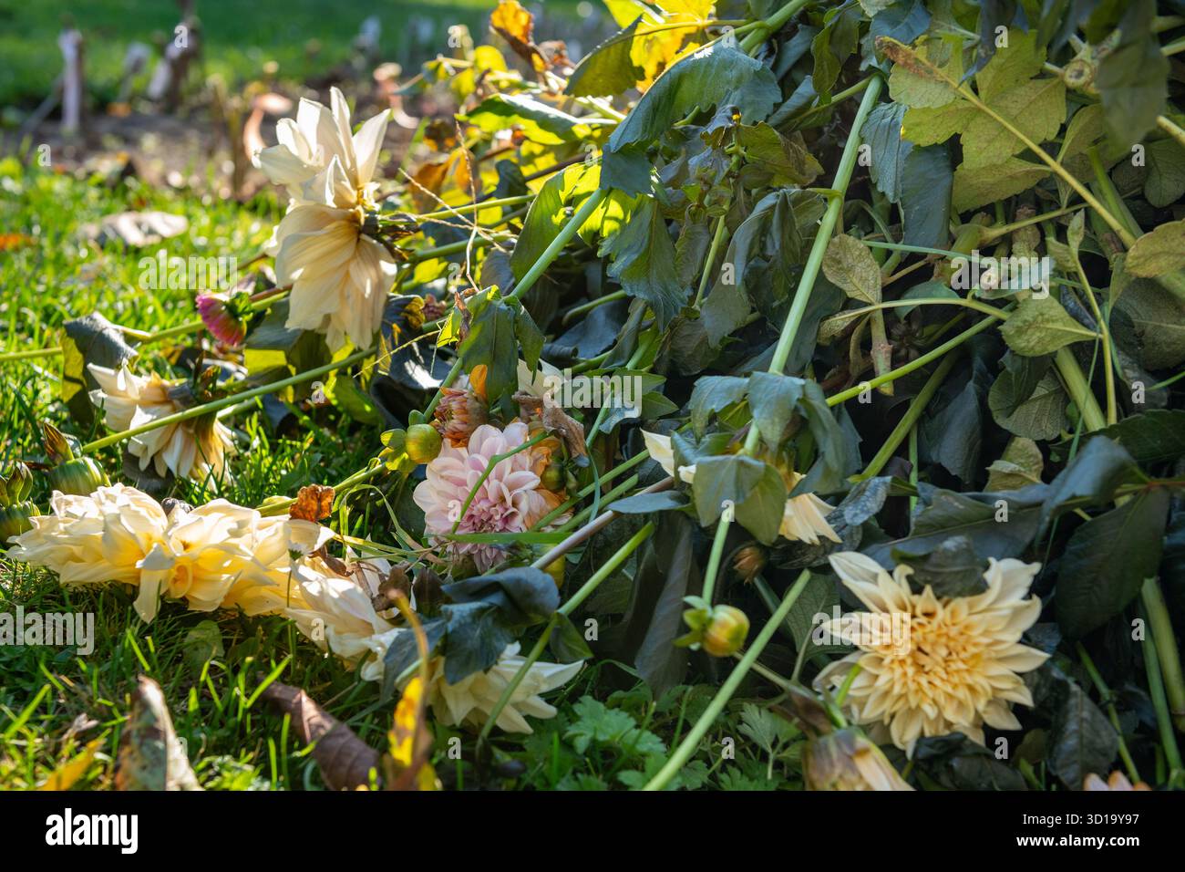 Fleurs et plantes de dahlia coupées couchées sur le sol à côté d'un parterre de fleurs, préparées pour le creusement d'automne et le stockage hivernal. Banque D'Images