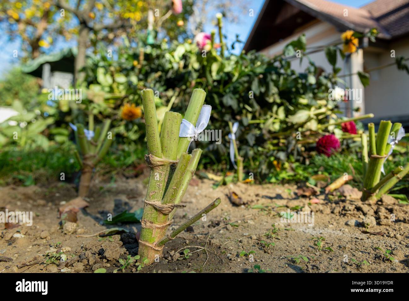 Les plantes de Dahlia coupées et étiquetées dans un lit de jardin, préparées pour le creusement d'automne et le stockage d'hiver. Banque D'Images