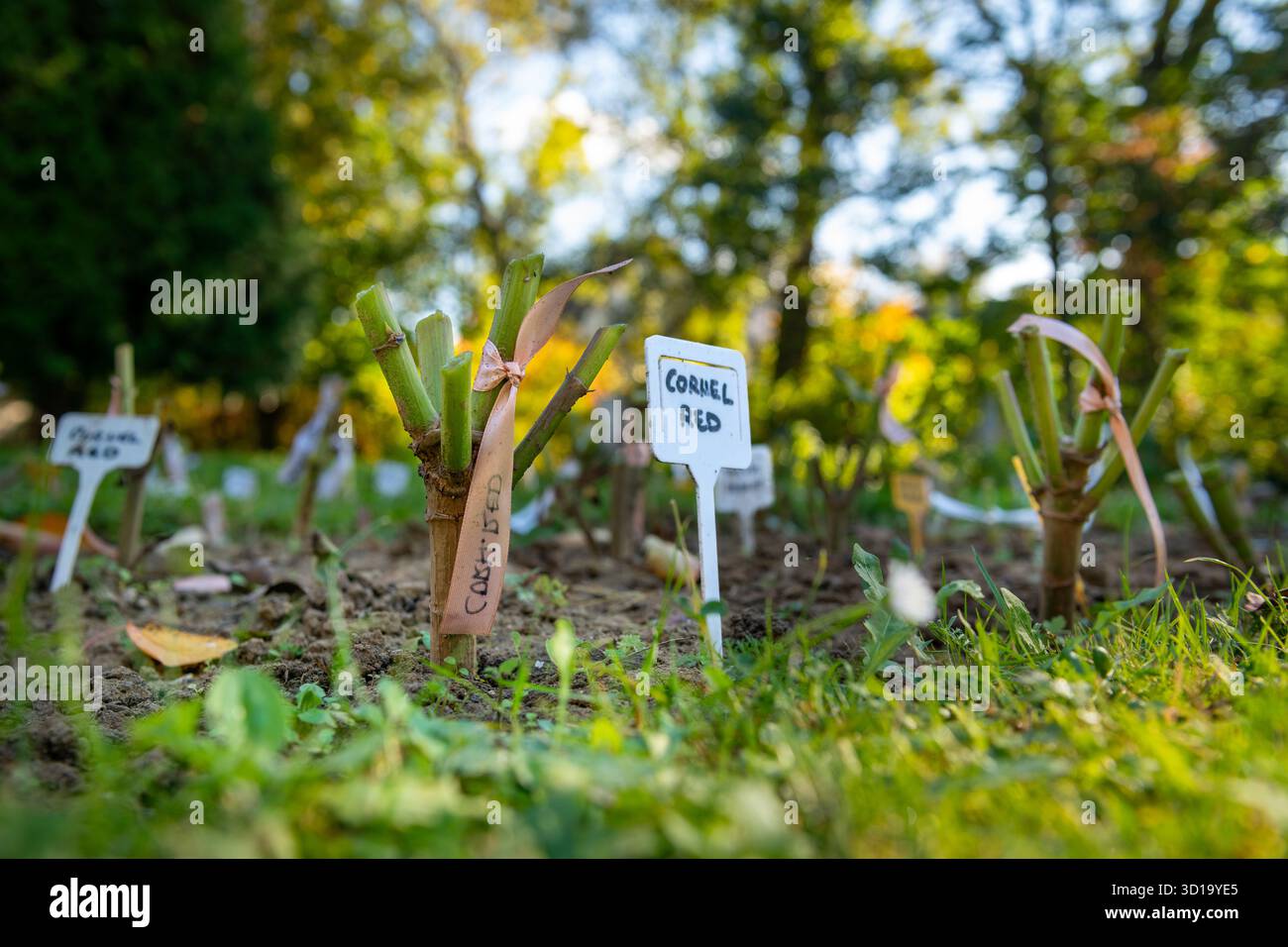 Les plantes de Dahlia coupées et étiquetées dans un lit de jardin, préparées pour le creusement d'automne et le stockage d'hiver. Banque D'Images