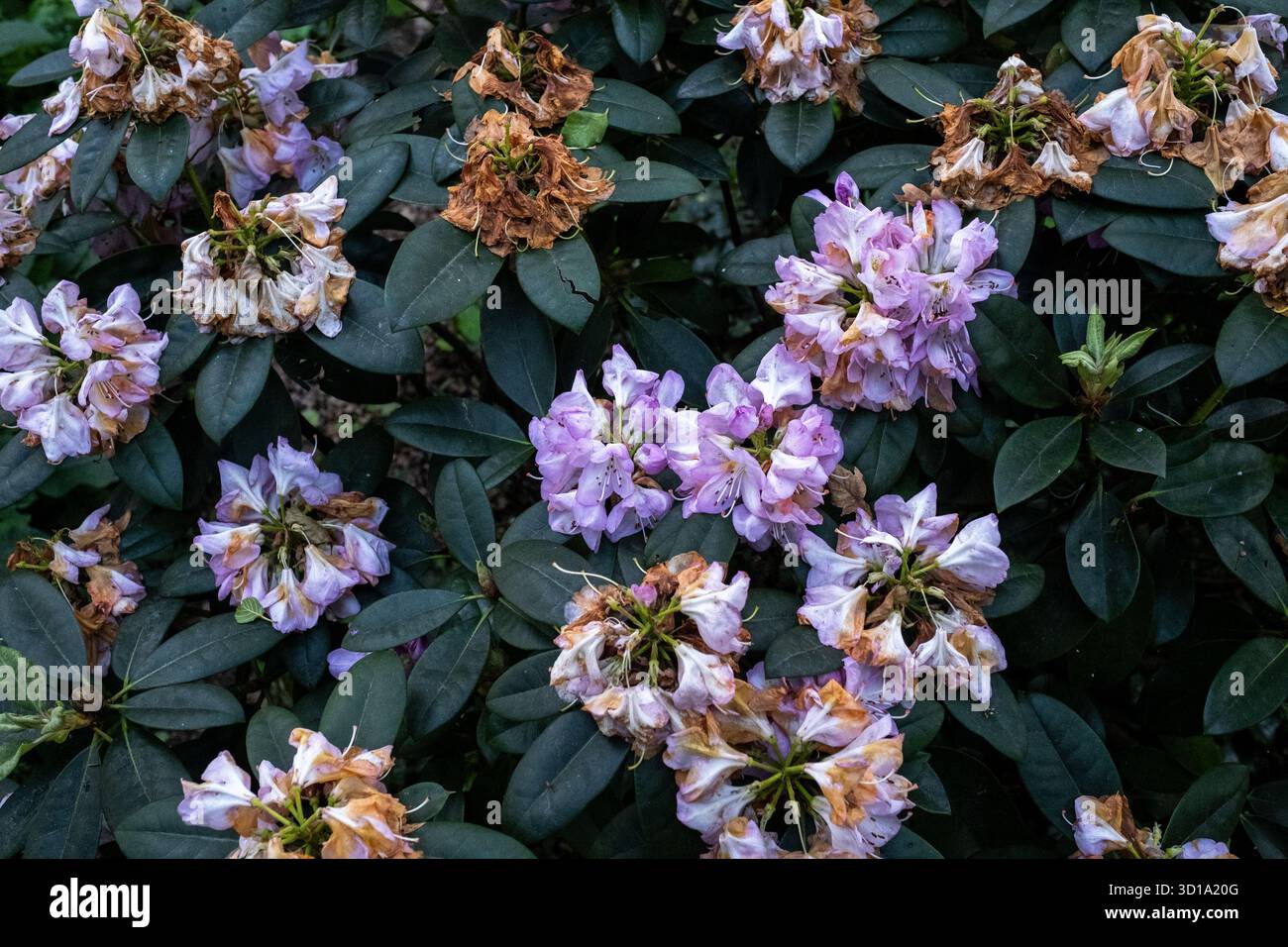 Vue d'un amas de fleurs de rhododendron violet clair avec quelques fleurs décolorées et des feuilles vertes dans le parc Wallanlagen à Brême en Allemagne le 18 juin 20 Banque D'Images