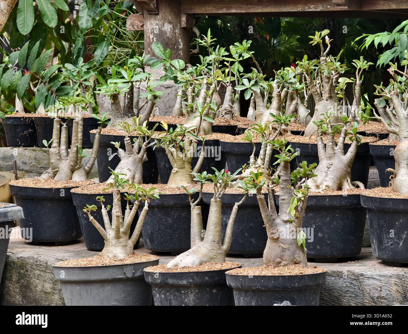 Une collection de plantes bonsaï Desert Rose ou Adenium obesum pépinière aux racines épaisses et sculpturales Banque D'Images